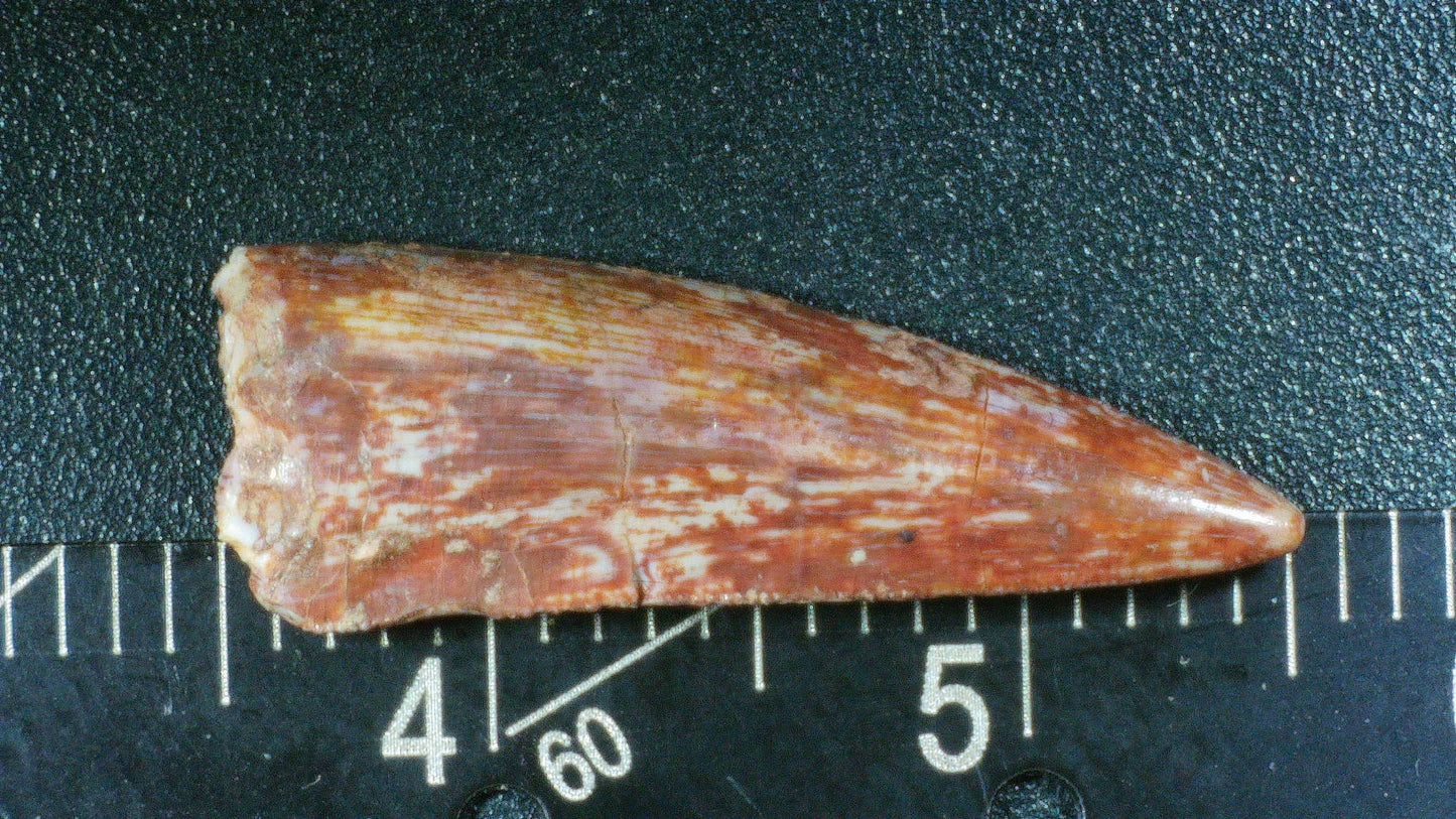Rauisuchid Tooth-New Mexico 04