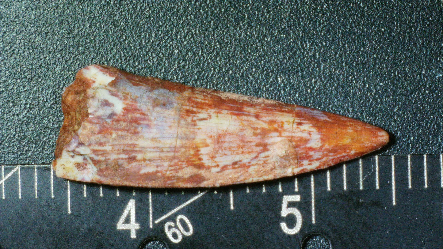Rauisuchid Tooth-New Mexico 04