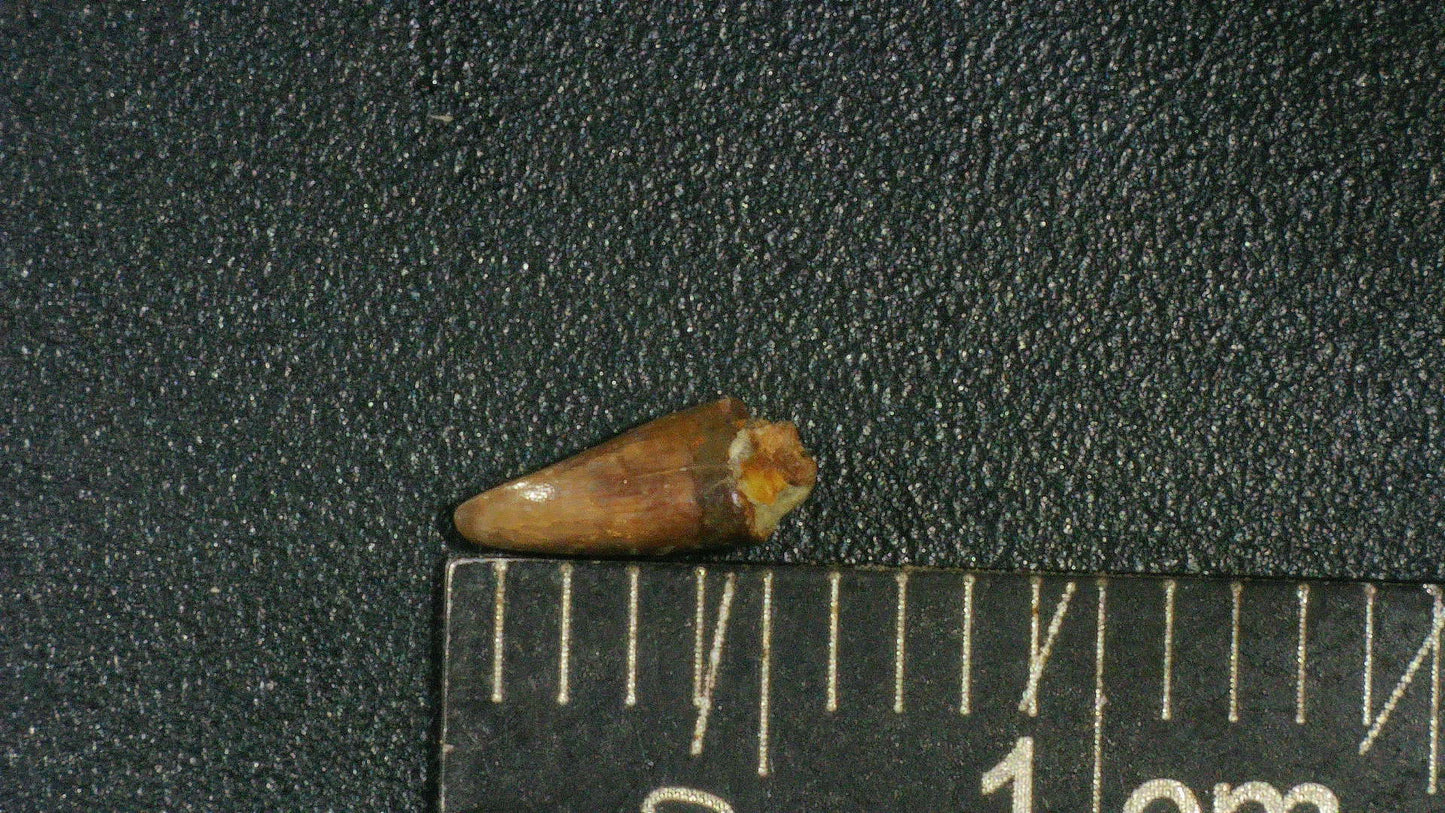 Juvenile Tyrannosaurid (Teratophoneus?) Tooth-Texas 02