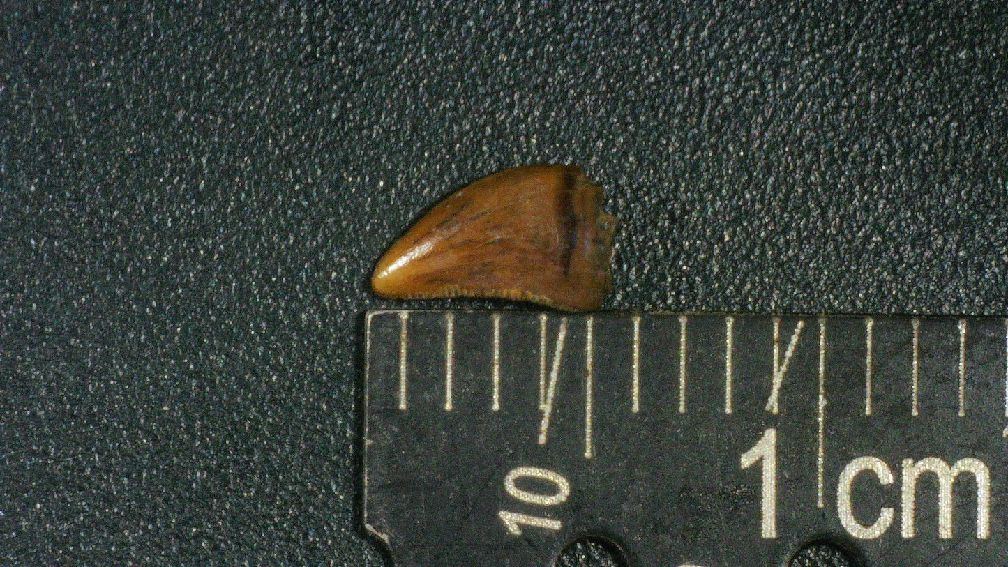 Juvenile Tyrannosaurid (Teratophoneus?) Tooth-Texas 03