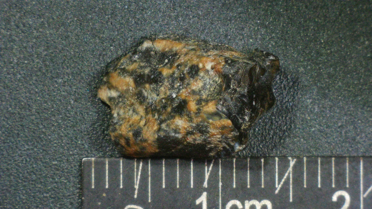 Hadrosaur Tooth-Texas 01