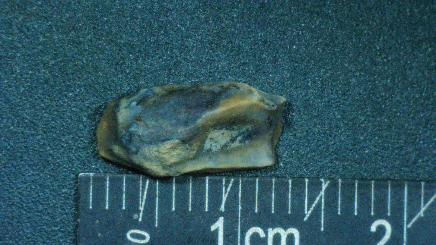 Hadrosaur Tooth-Texas 02