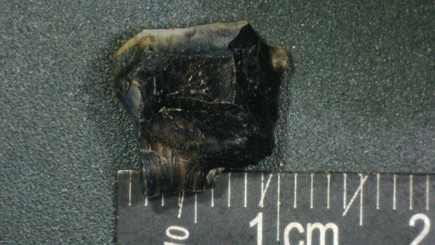 Hadrosaur Tooth-Texas 03