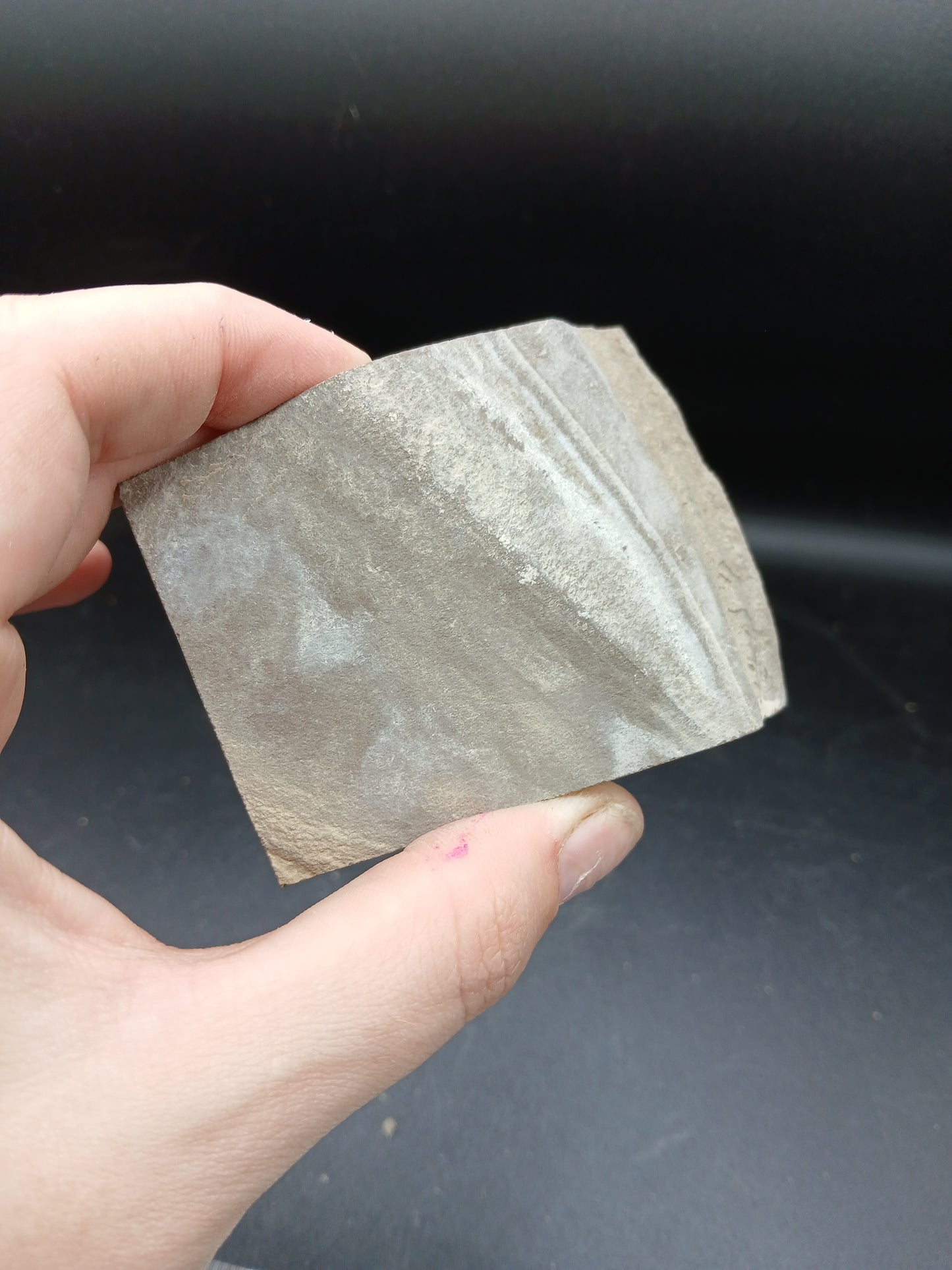 Dithyrocaris rolfei-Montana-BG039