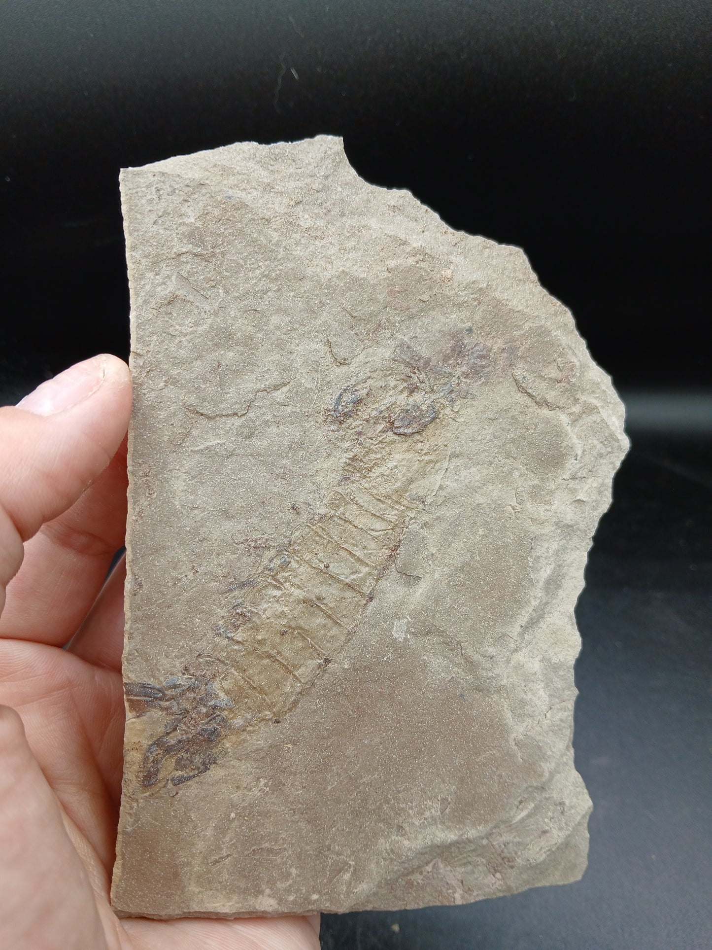Tyrannophontes theridion-Montana-BG37