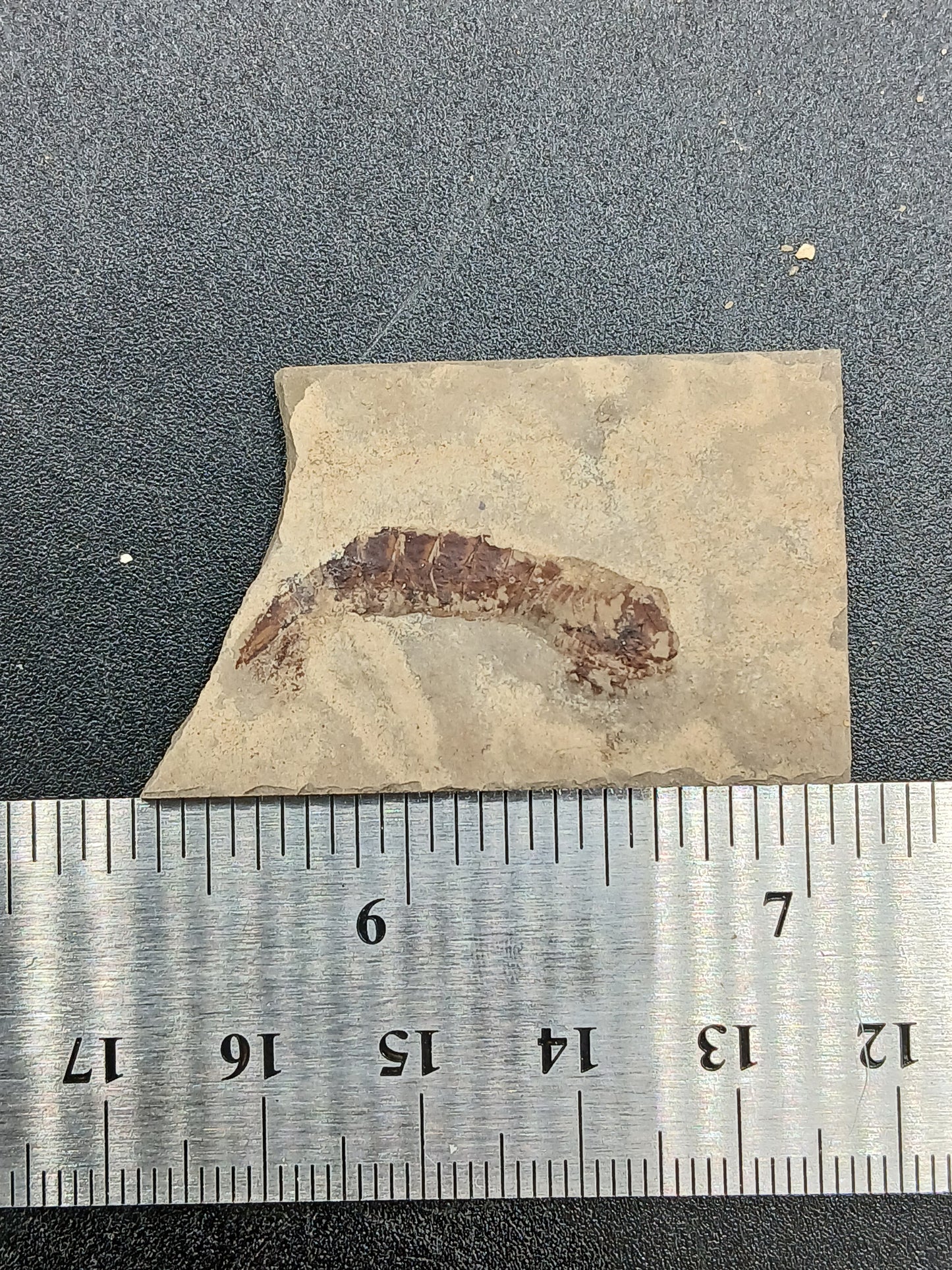 Tyrannophontes theridion-Montana-BG44