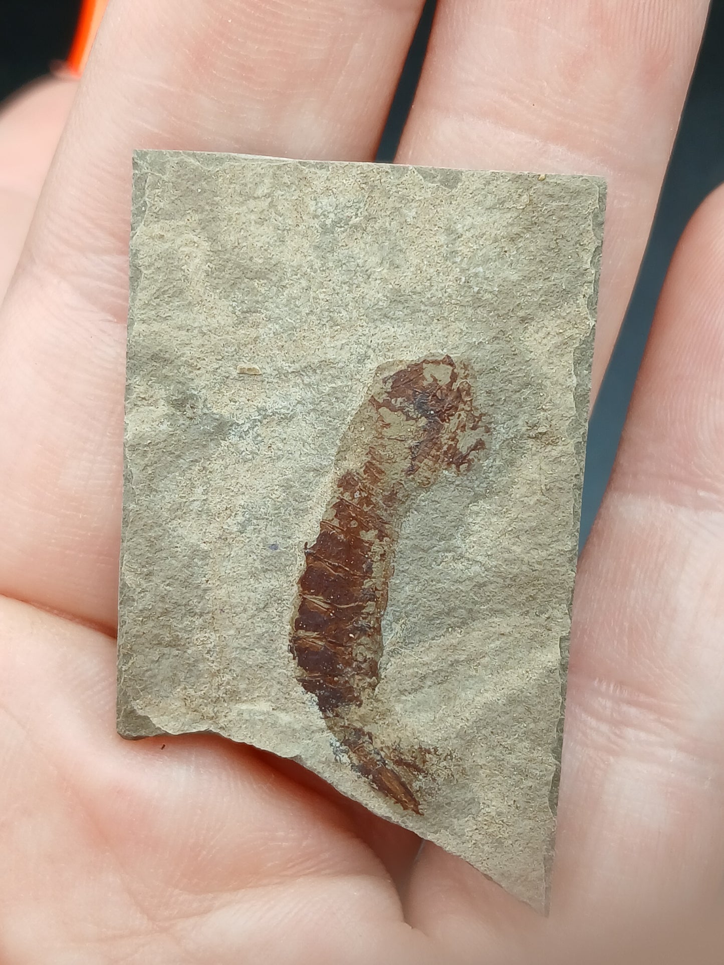 Tyrannophontes theridion-Montana-BG44