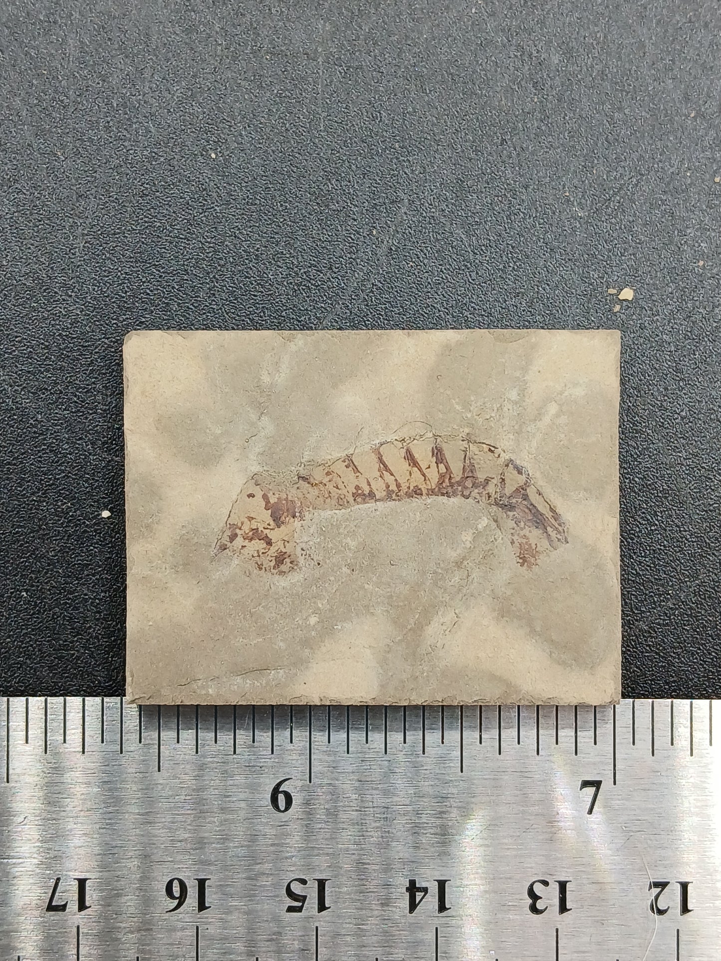 Tyrannophontes theridion-Montana-BG45