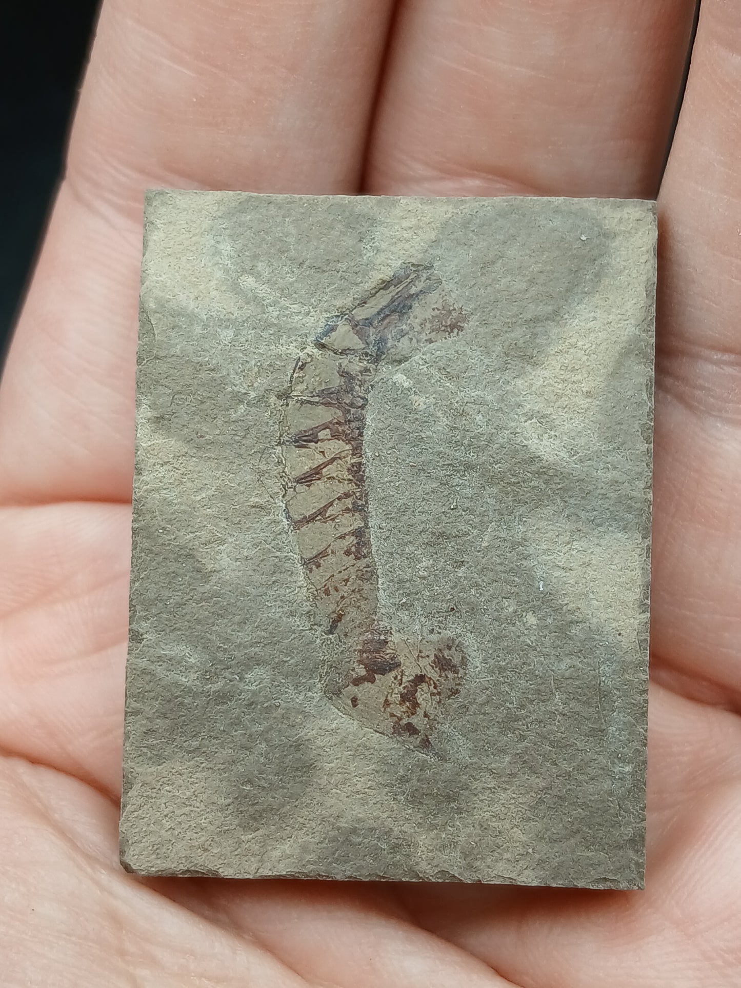 Tyrannophontes theridion-Montana-BG45