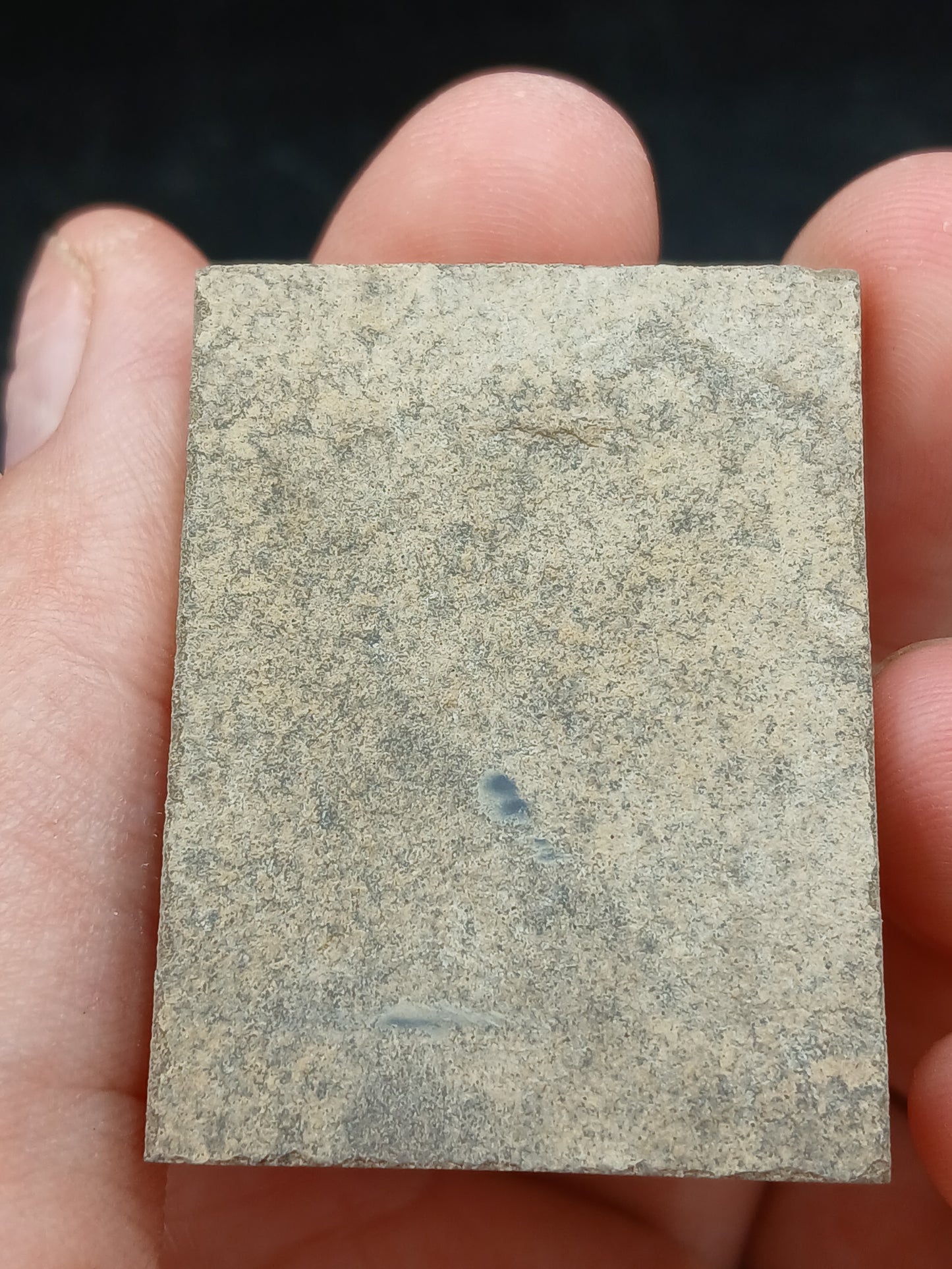 Tyrannophontes theridion-Montana-BG45