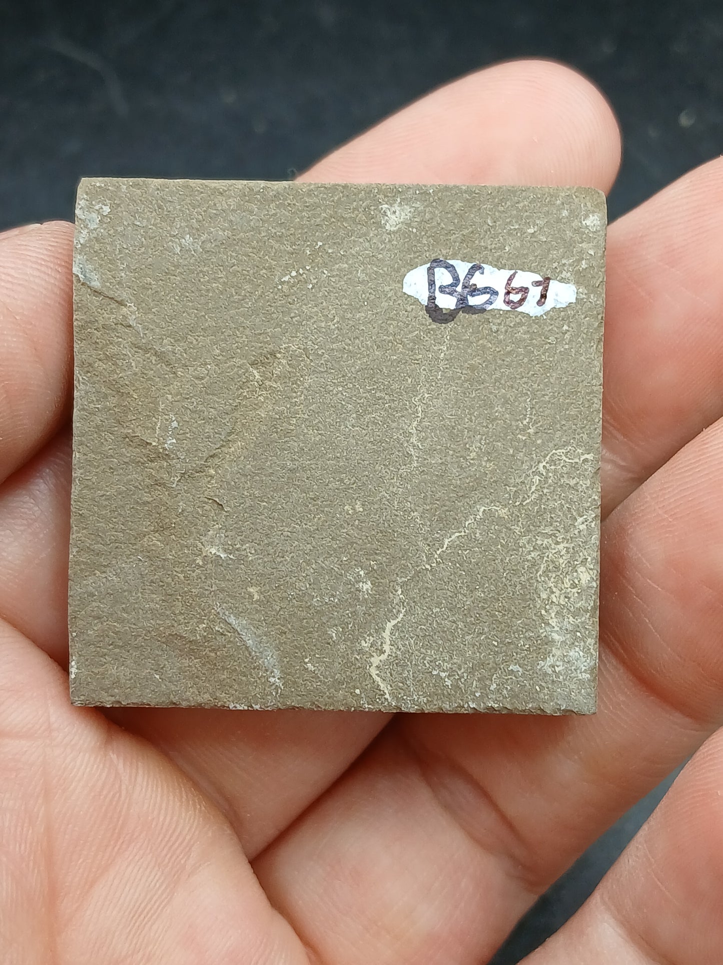 Anthracoceras beargulchensis-Montana-BG67