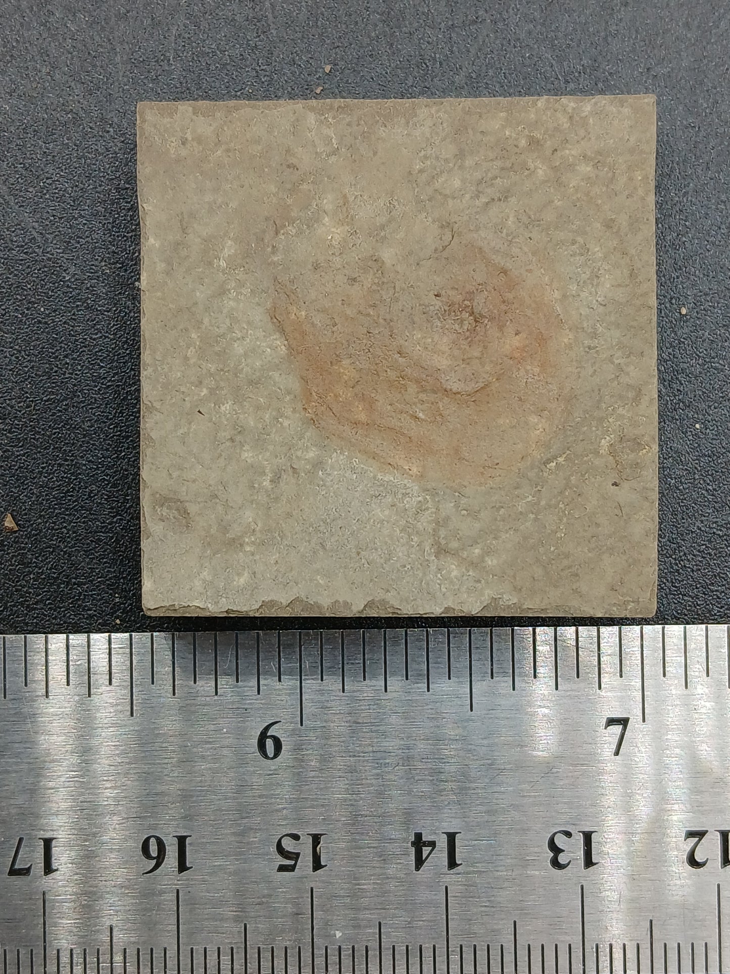 Anthracoceras beargulchensis-Montana-BG67