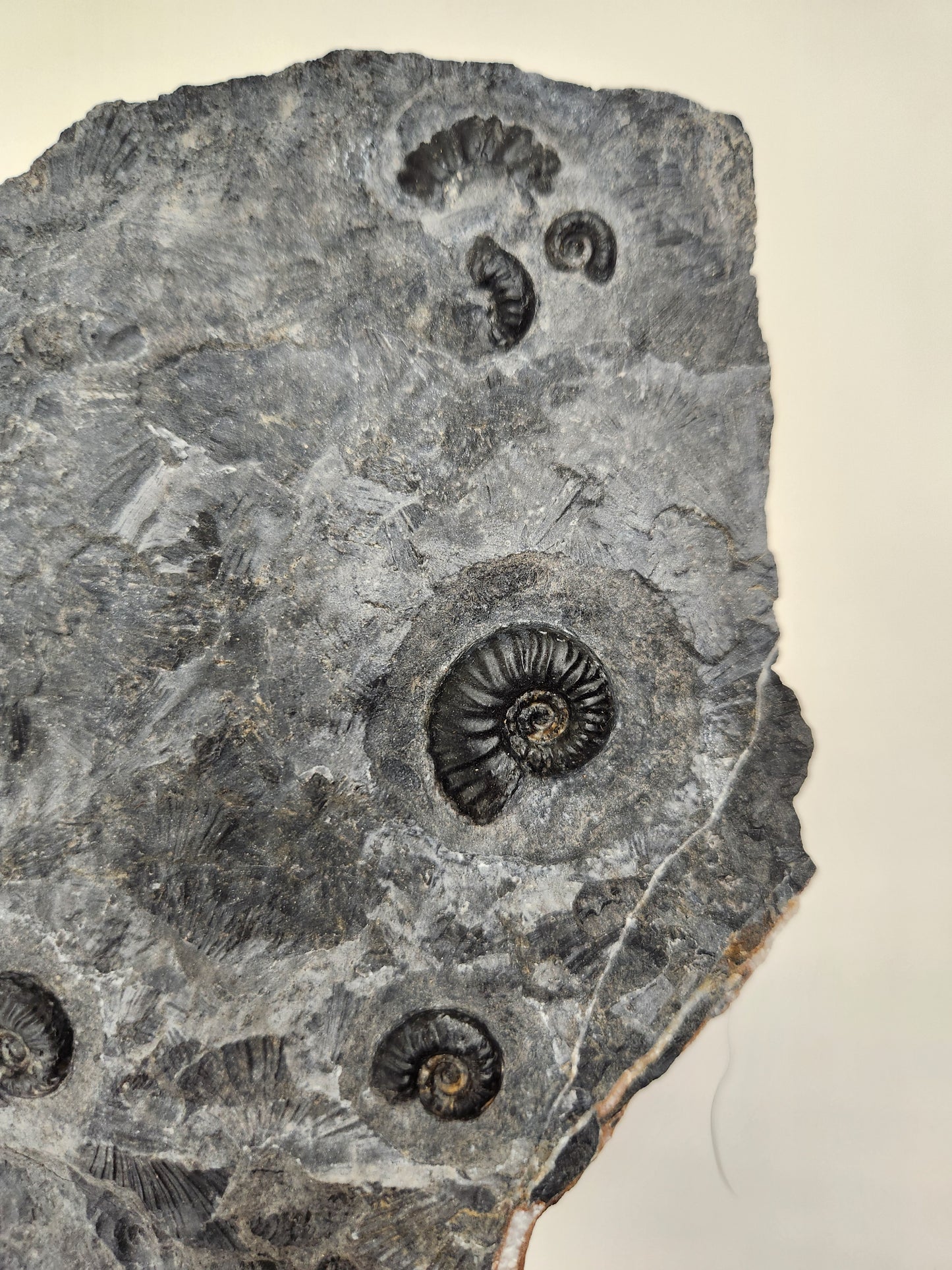 Ammonite Mortality Plate