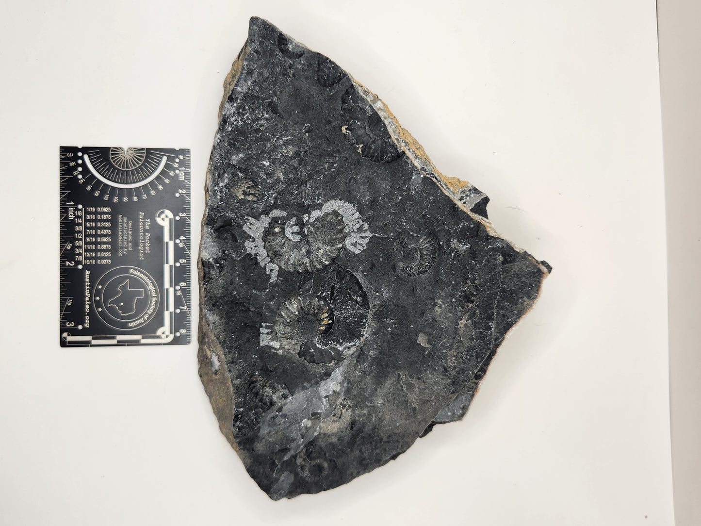 Ammonite Mortality Plate