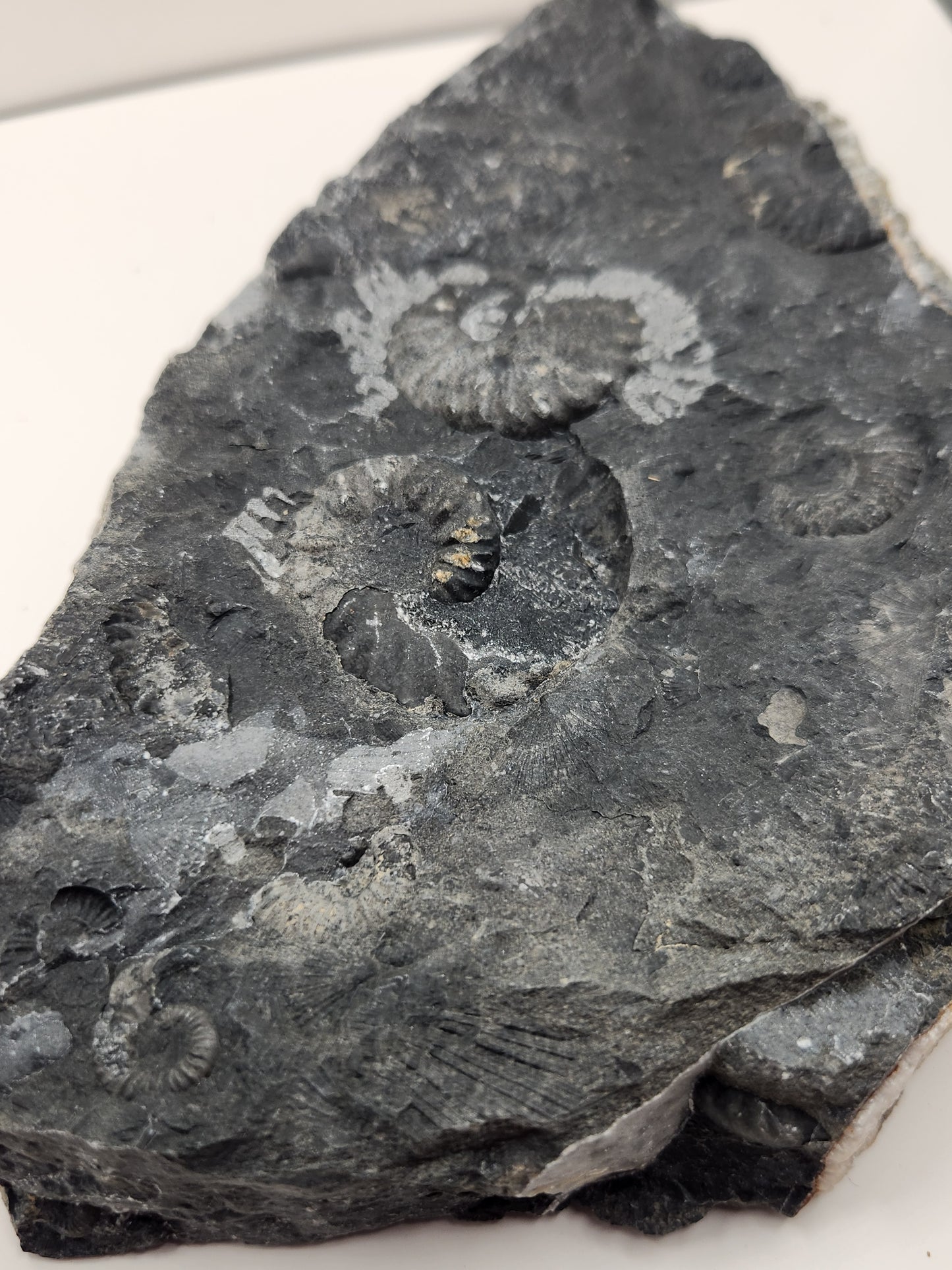 Ammonite Mortality Plate