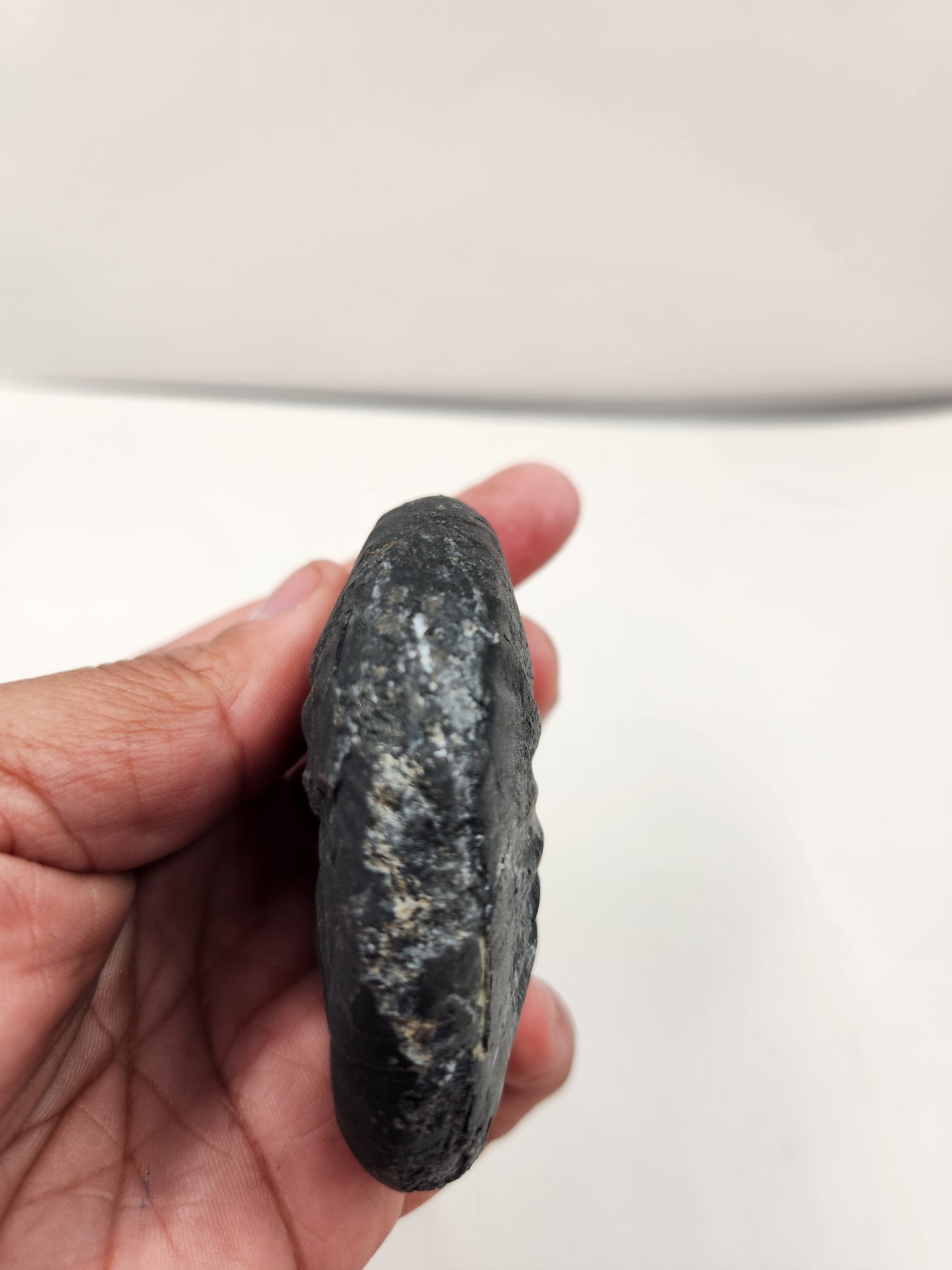 Ammonite-Nevada