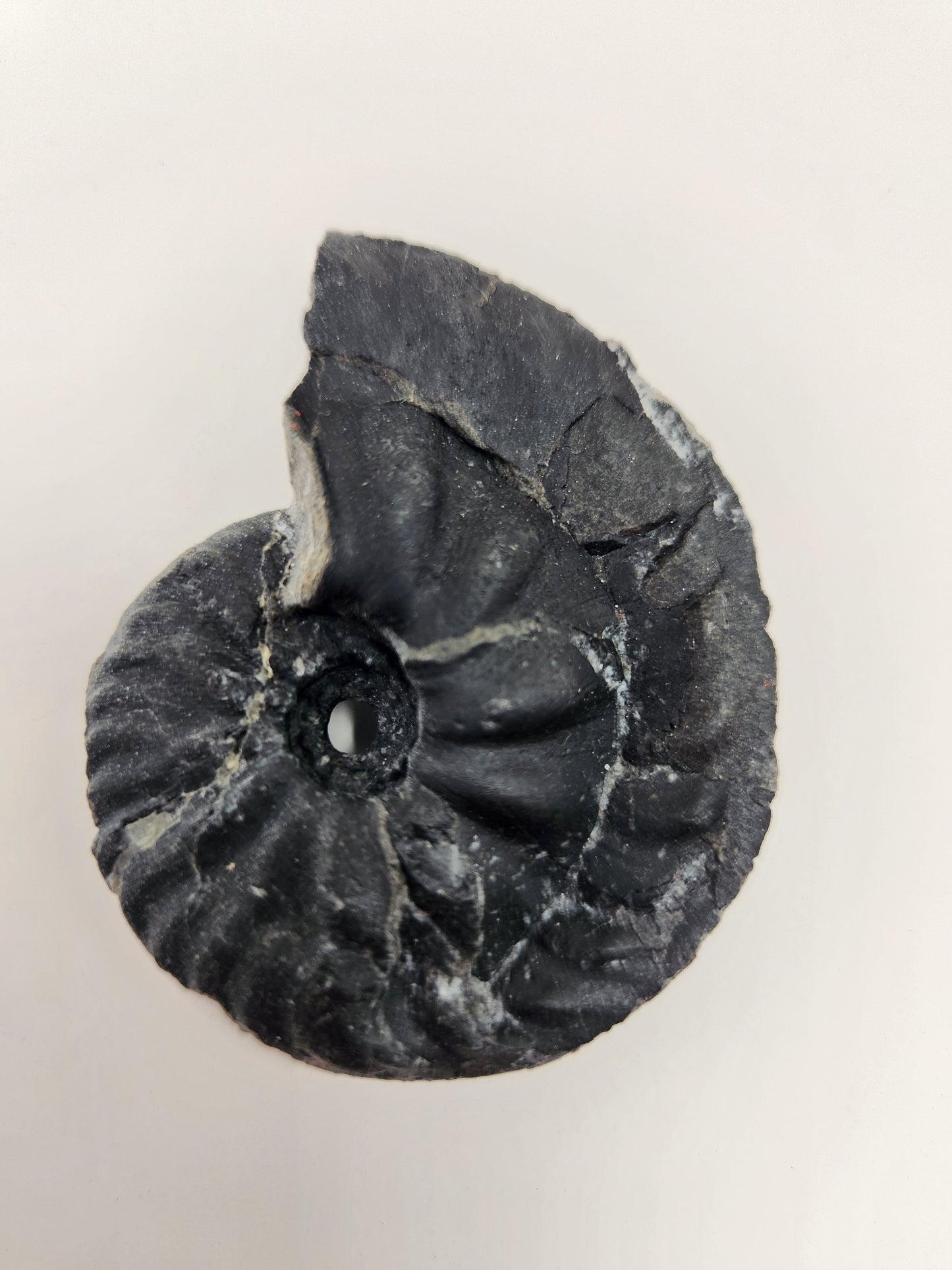 Ammonite-Nevada