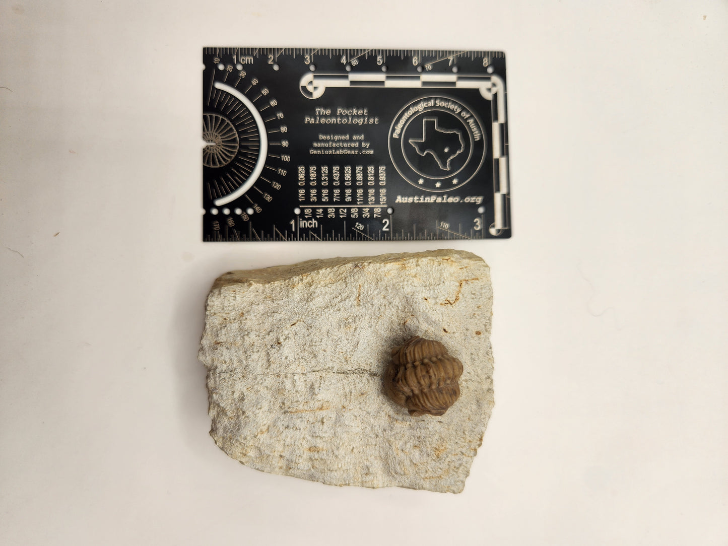 Kainops invius-Oklahoma