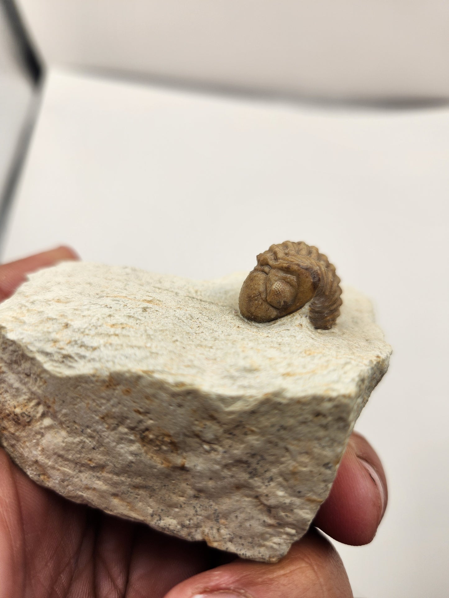 Kainops invius-Oklahoma