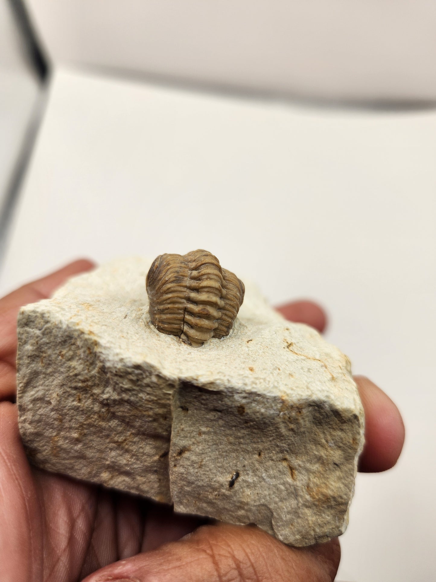 Kainops invius-Oklahoma