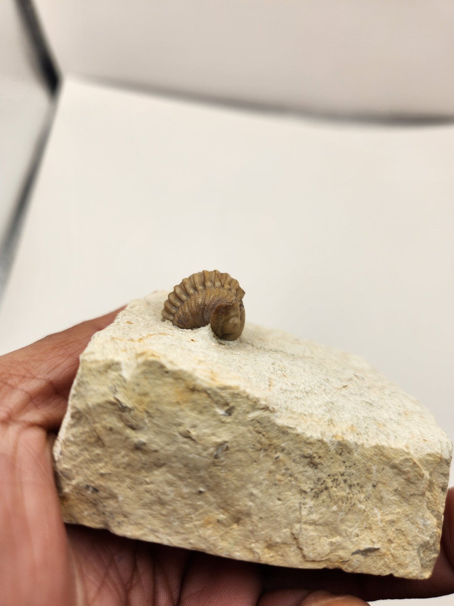 Kainops invius-Oklahoma