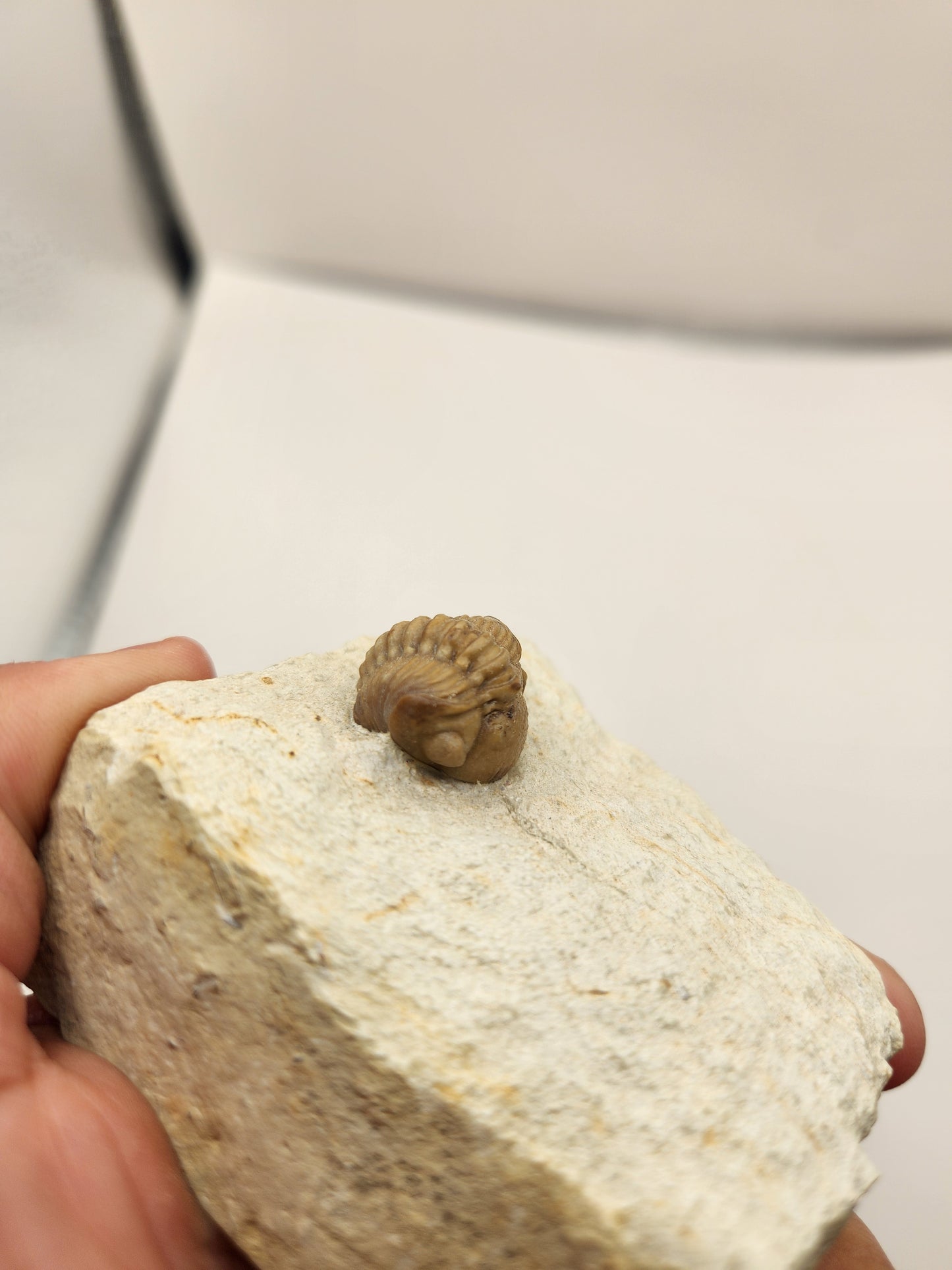 Kainops invius-Oklahoma