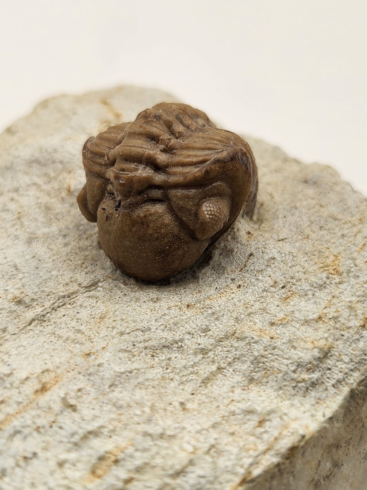 Kainops invius-Oklahoma
