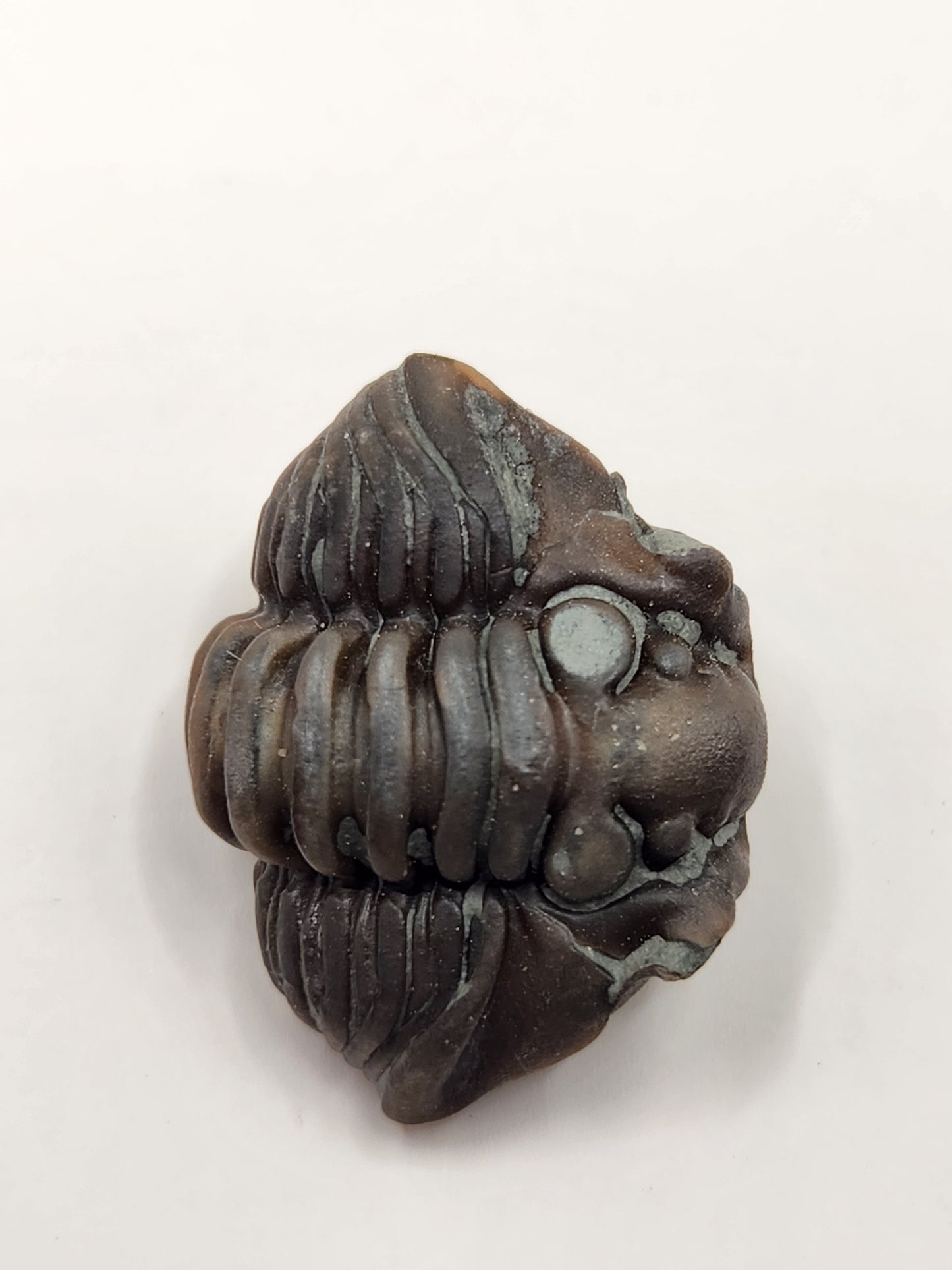 Flexicalymene retrorsa-Ohio