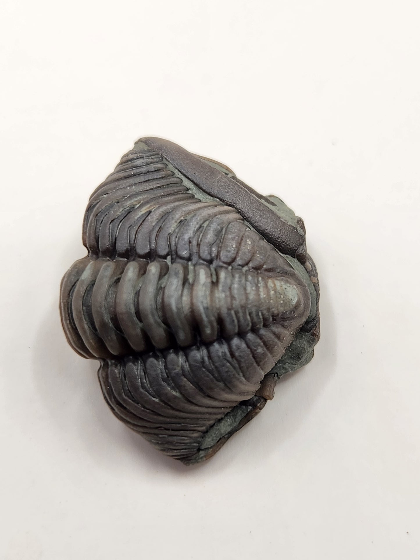 Flexicalymene retrorsa-Ohio