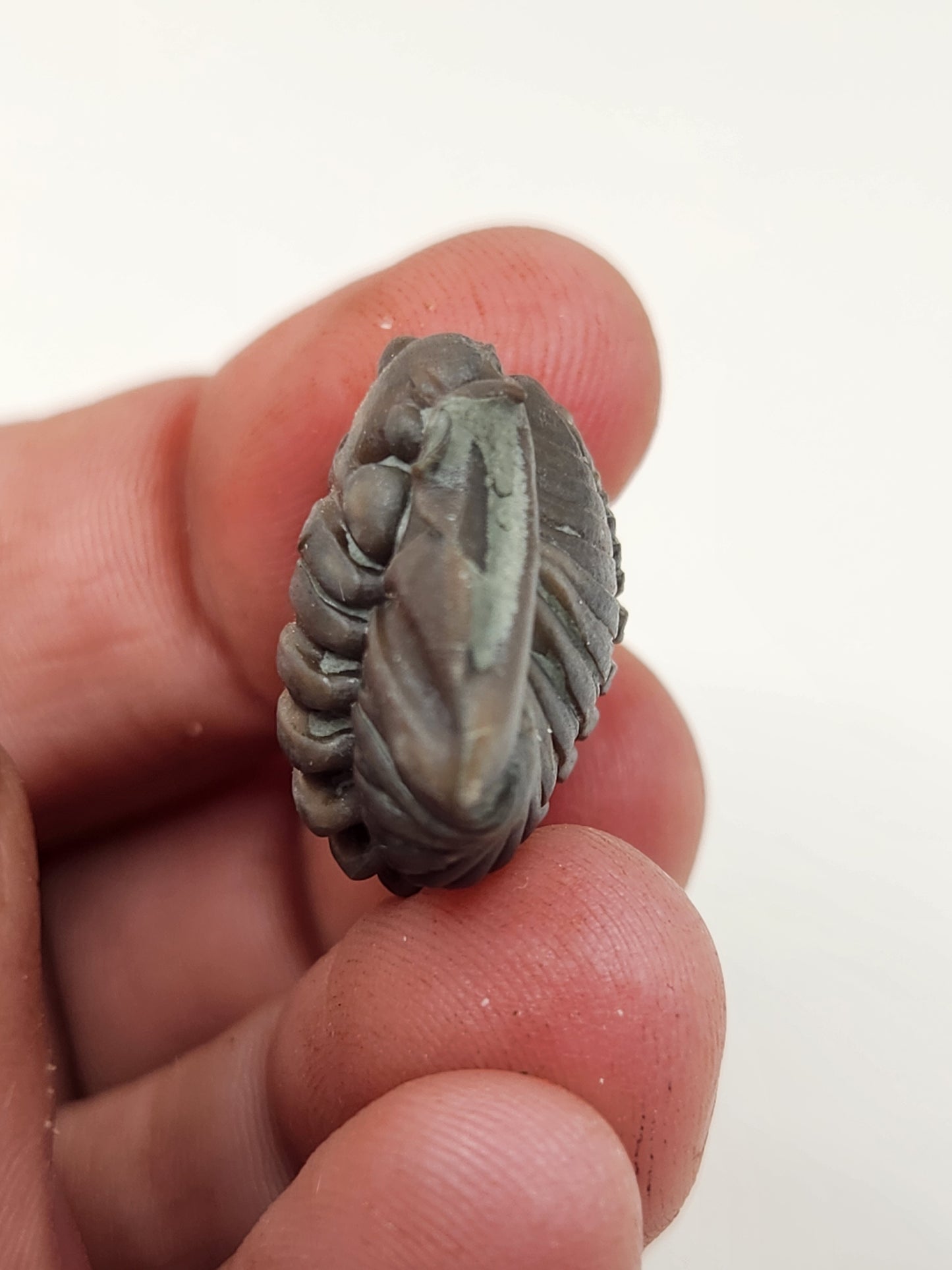 Flexicalymene retrorsa-Ohio