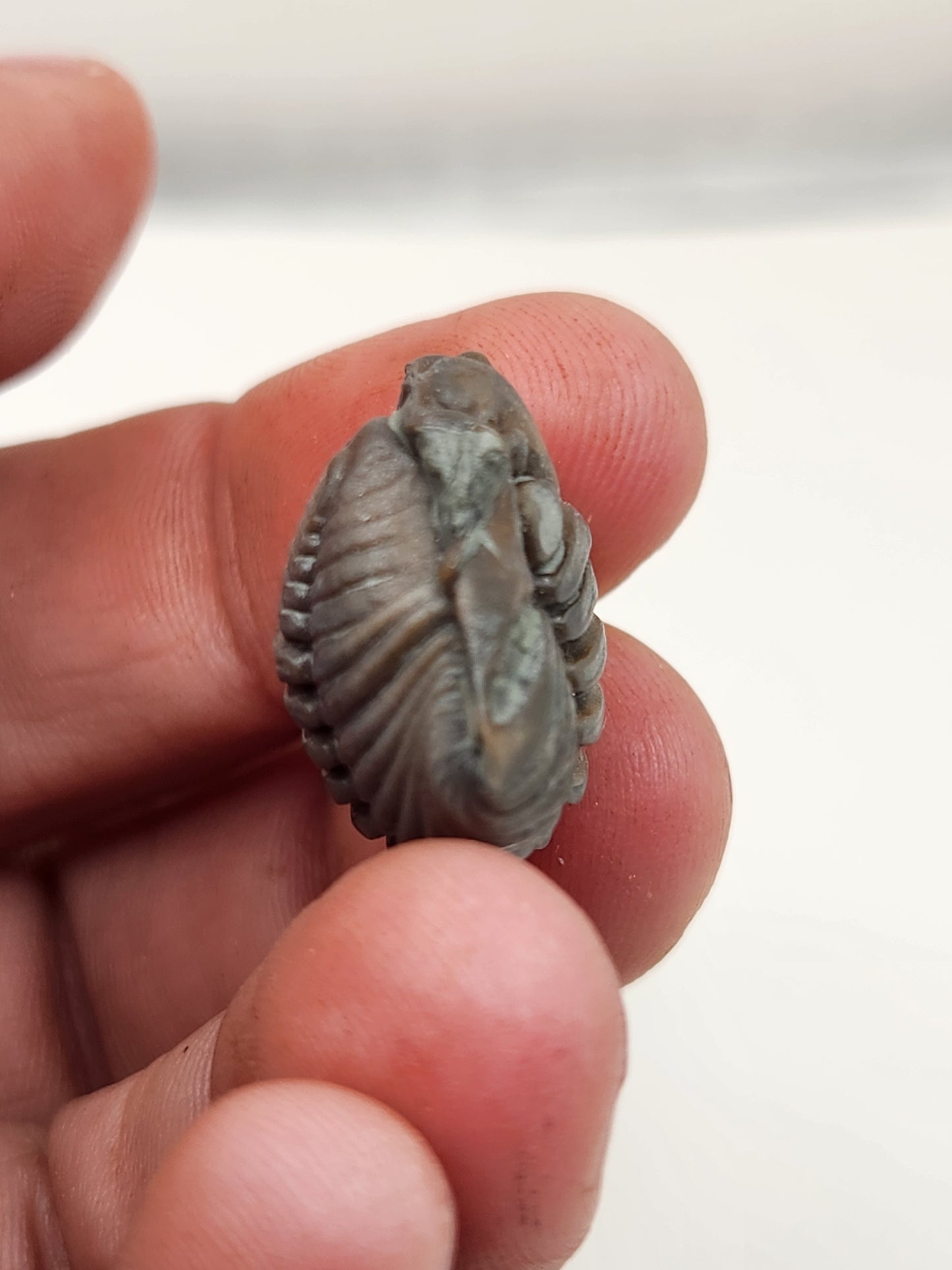 Flexicalymene retrorsa-Ohio