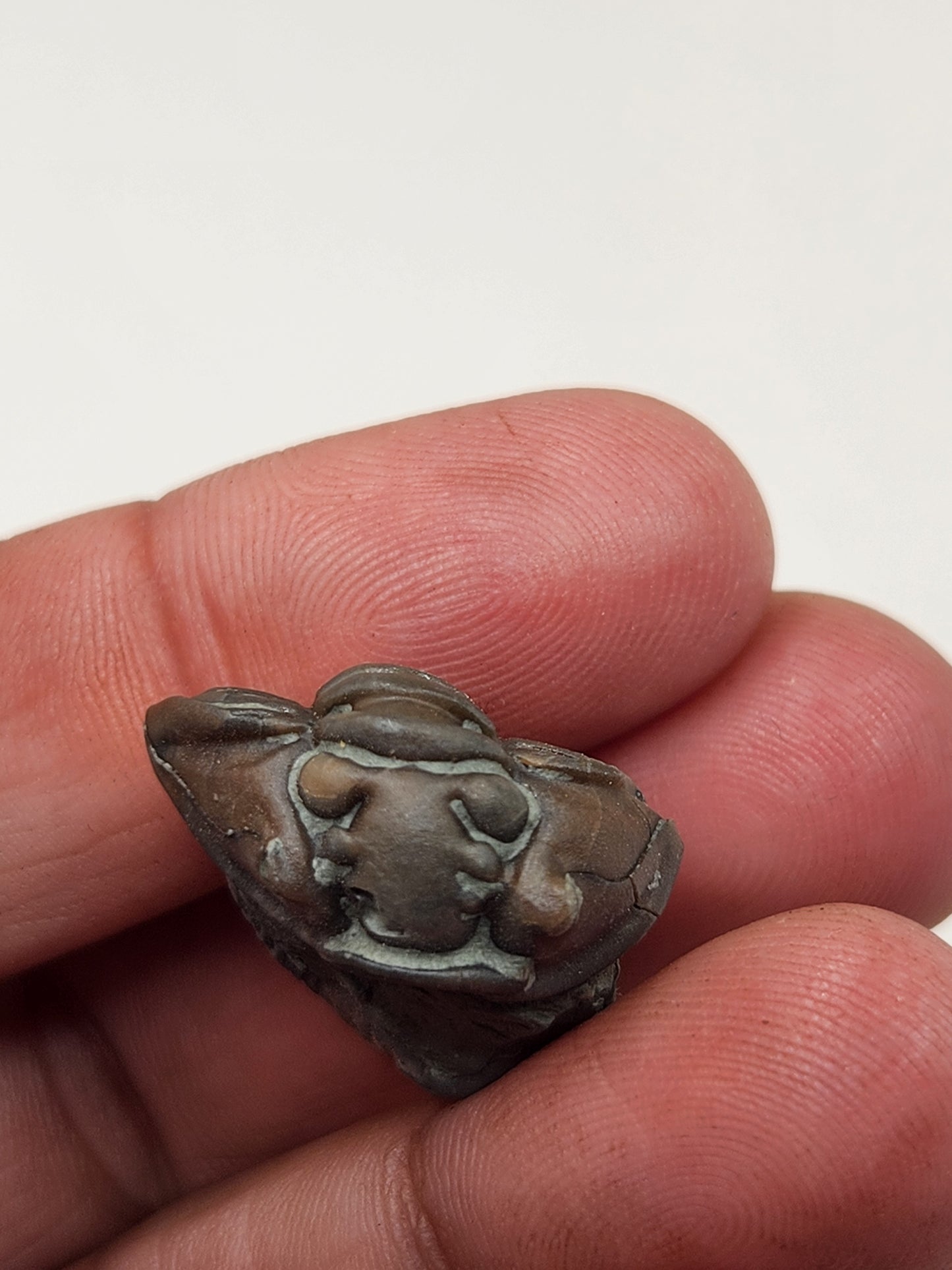 Flexicalymene retrorsa-Ohio 01