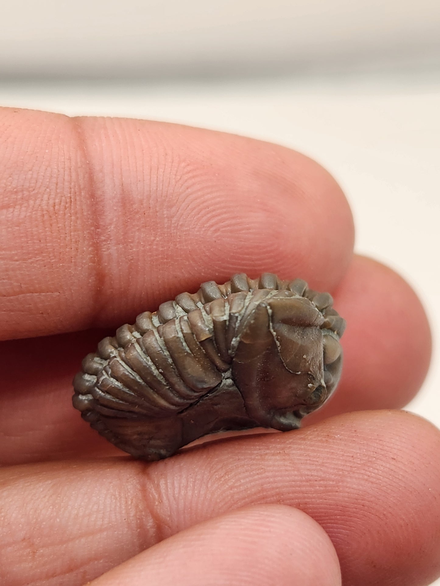 Flexicalymene retrorsa-Ohio 01