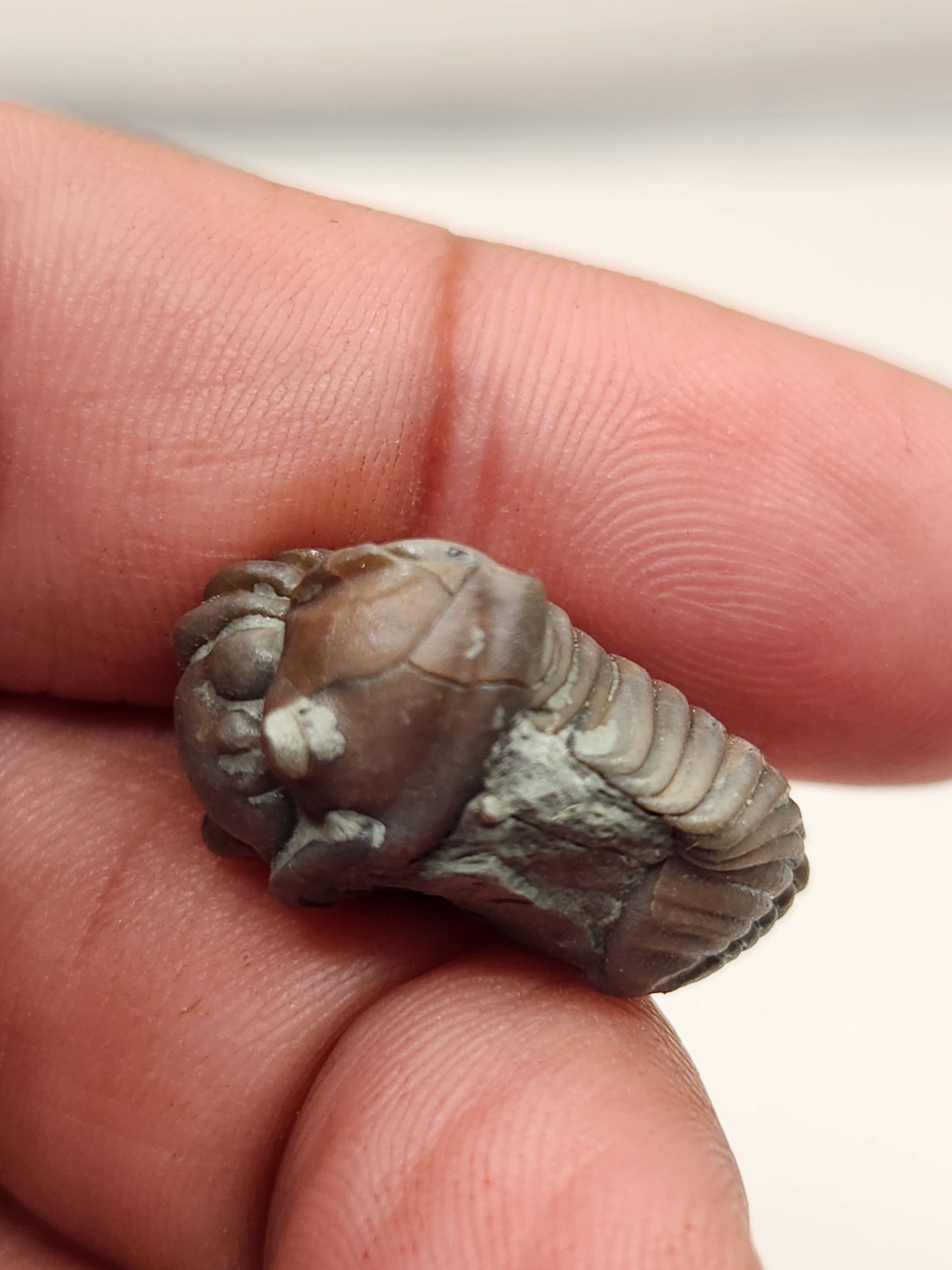 Flexicalymene retrorsa-Ohio 01