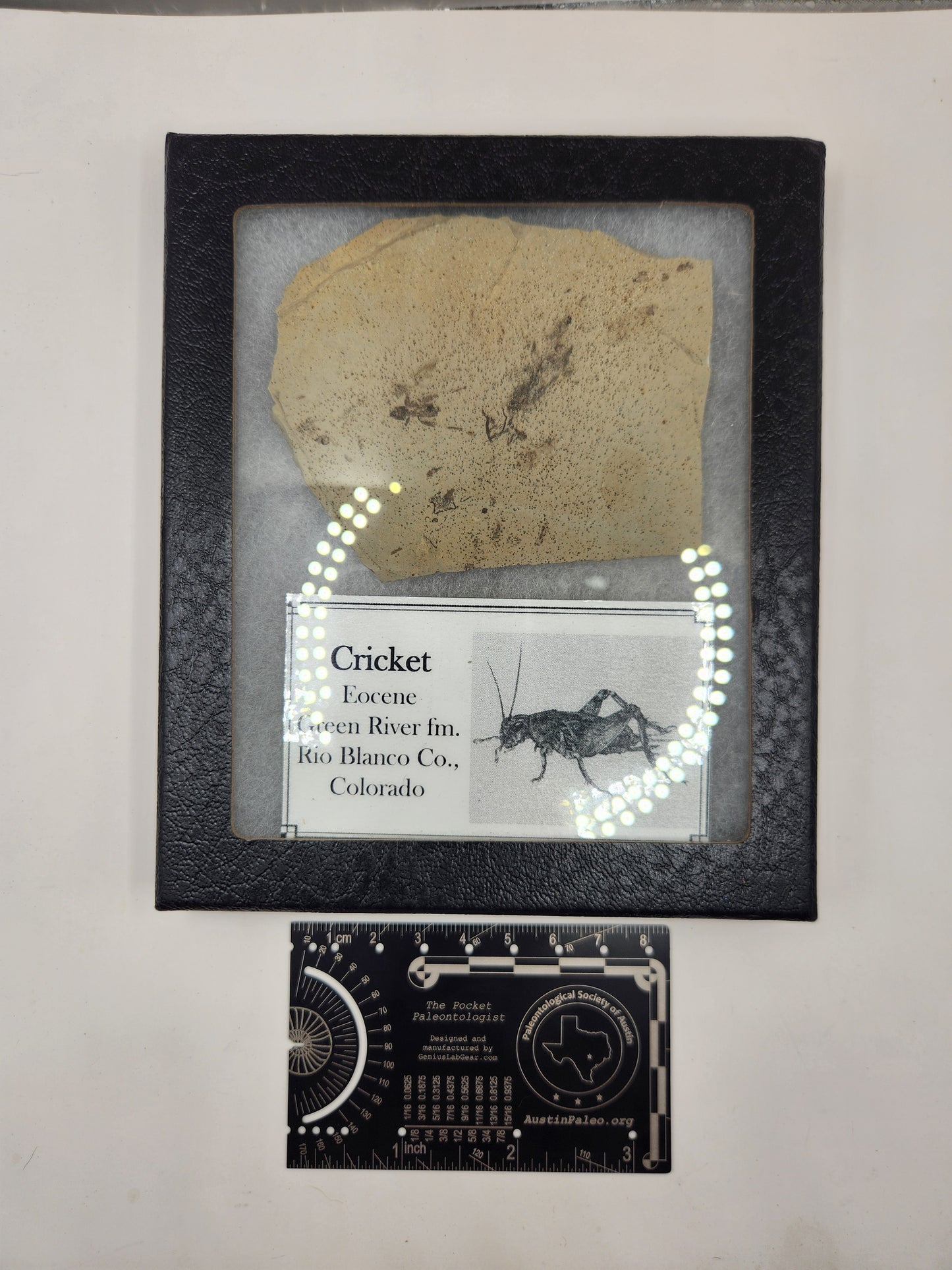 Cricket-Colorado