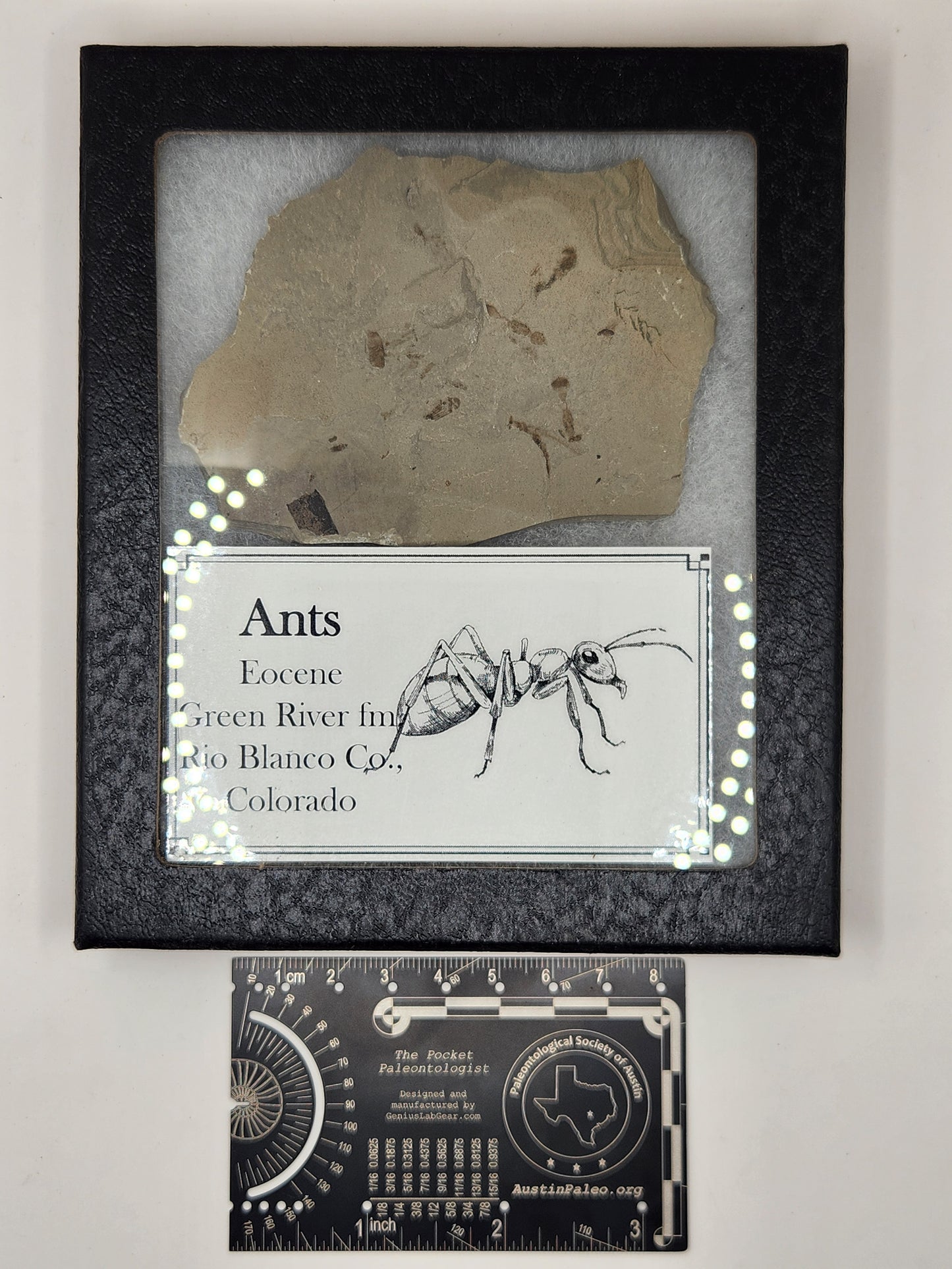 Ants-Colorado