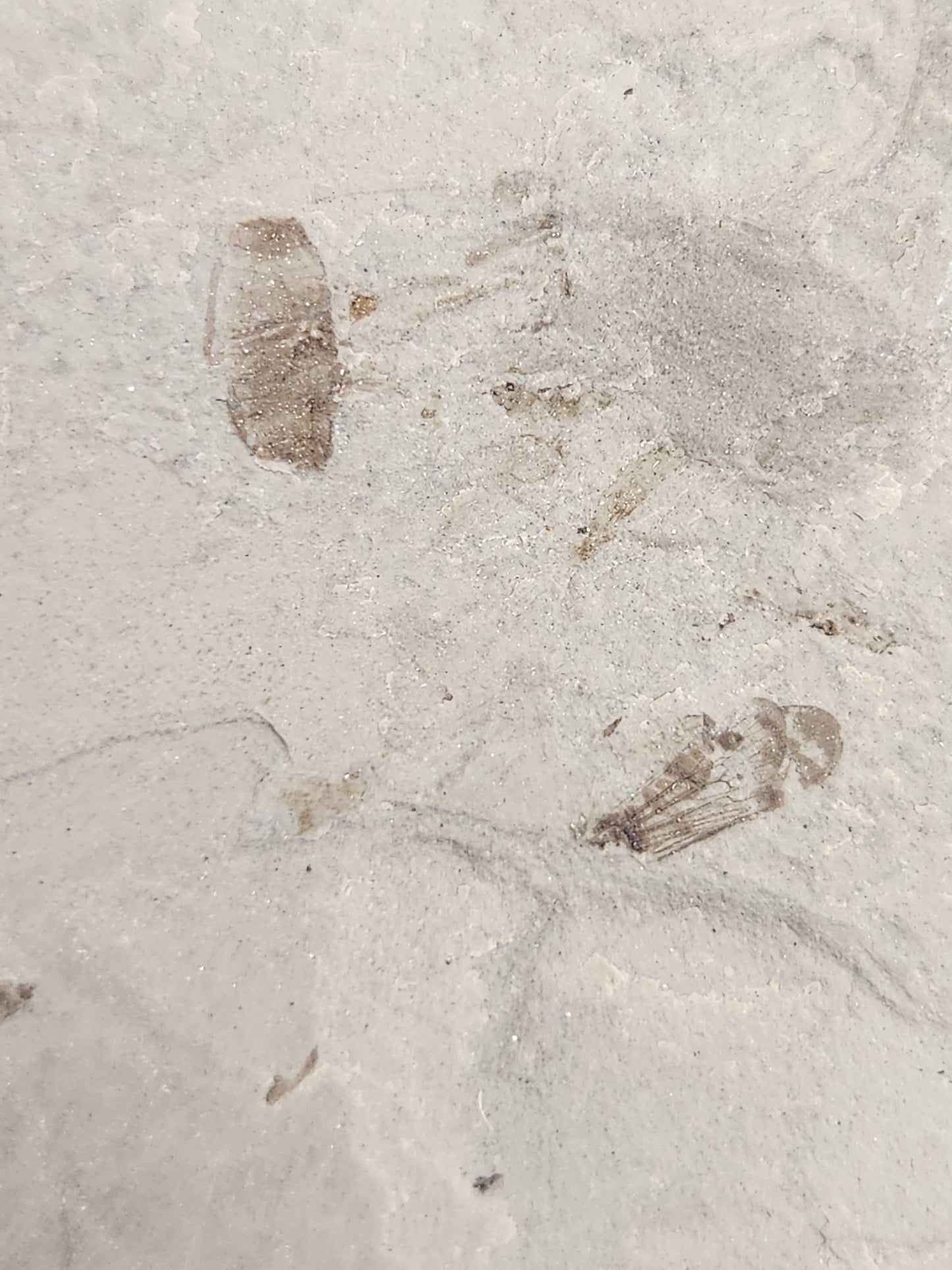 Ants-Colorado