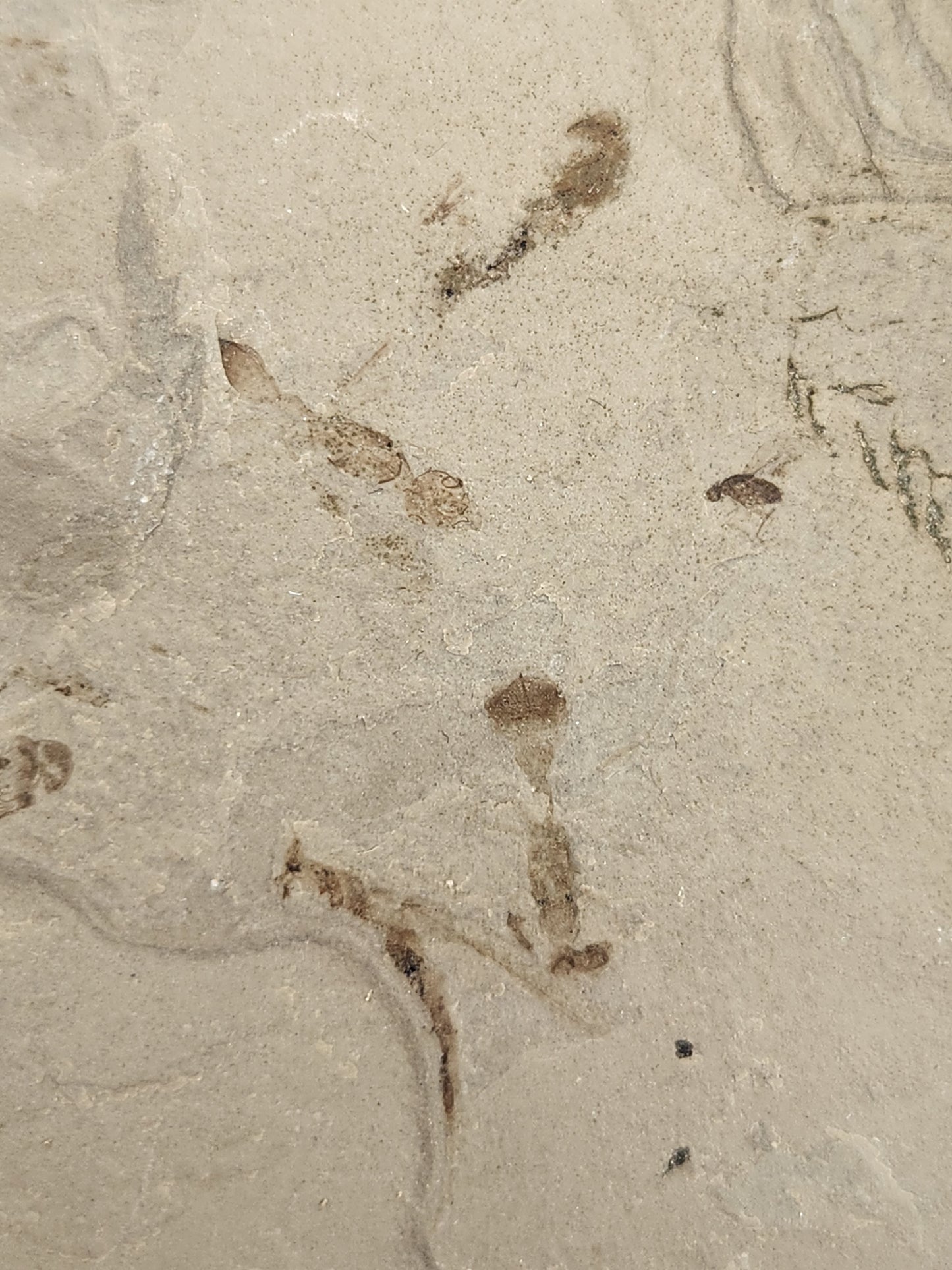 Ants-Colorado