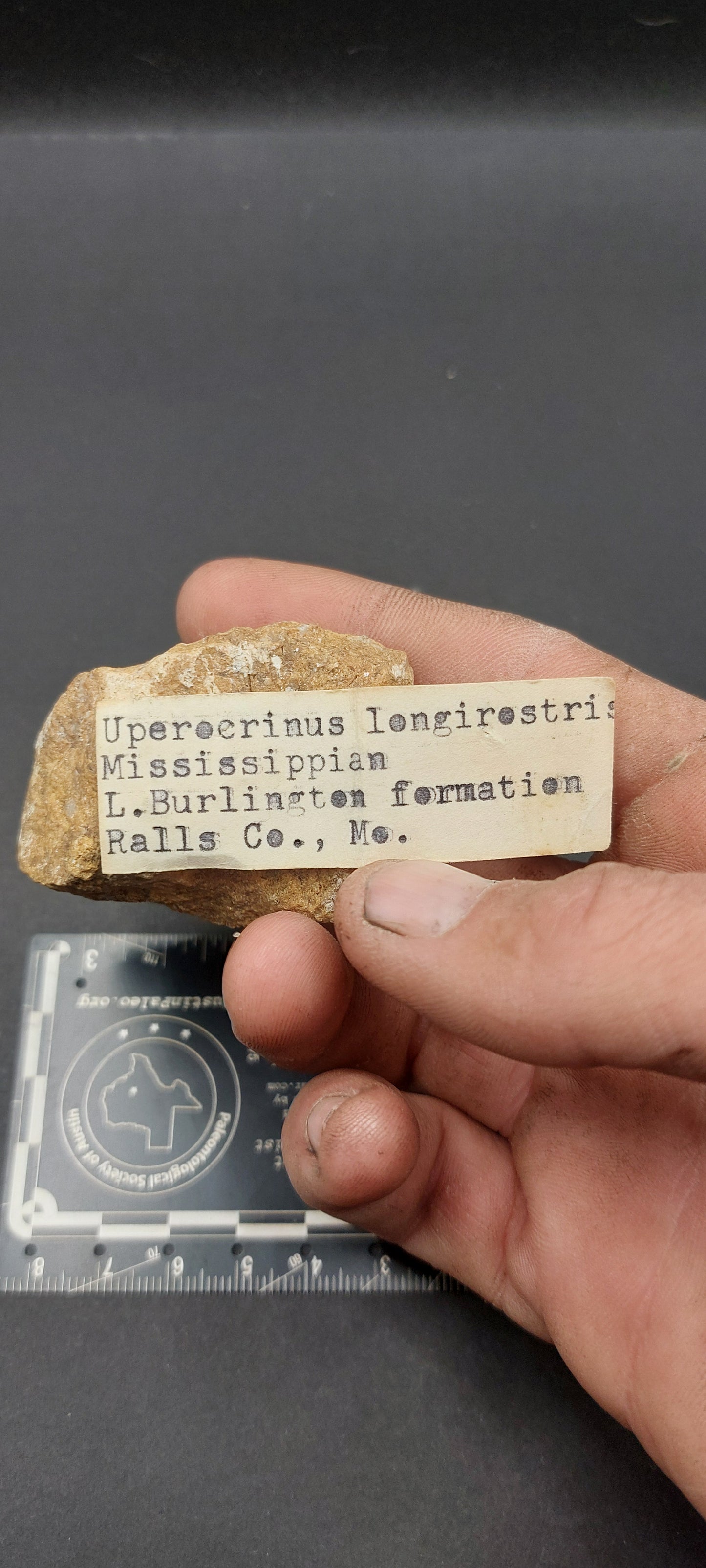 Uperocrinus Iongirostris-Missouri