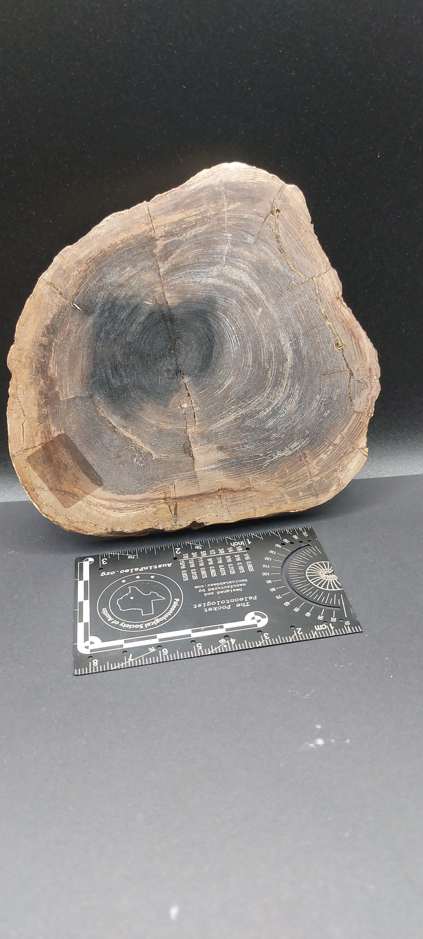 Petrified Wood-Oregon 02