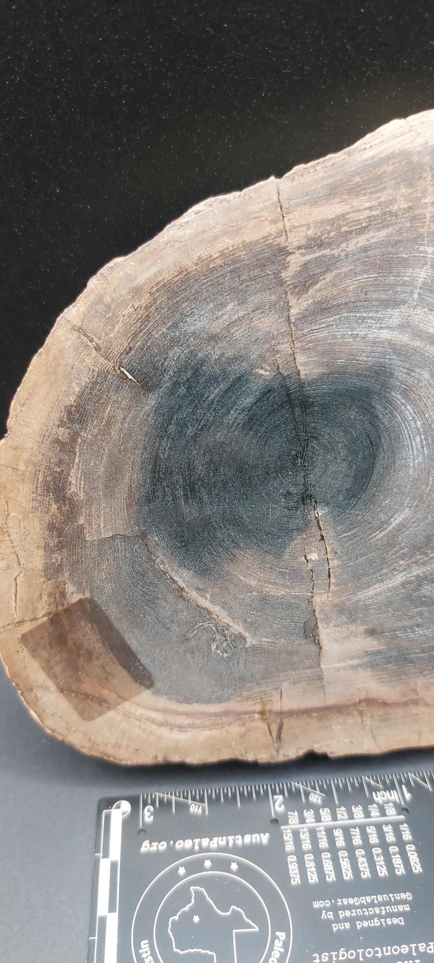 Petrified Wood-Oregon 02