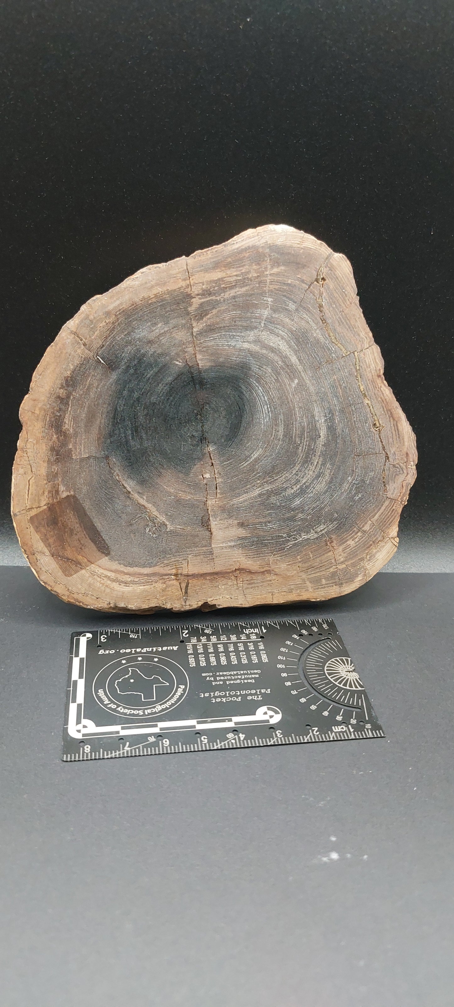 Petrified Wood-Oregon 02