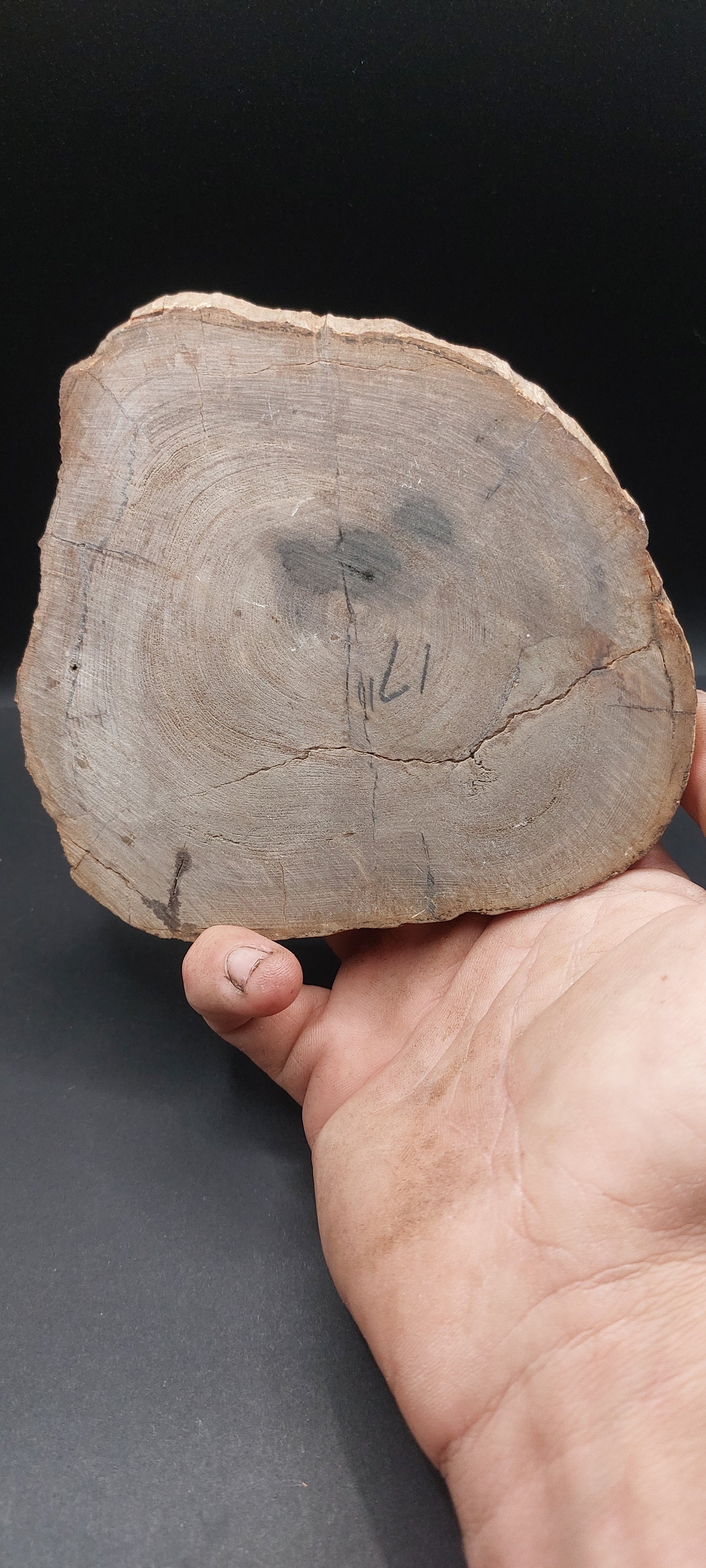 Petrified Wood-Oregon 02