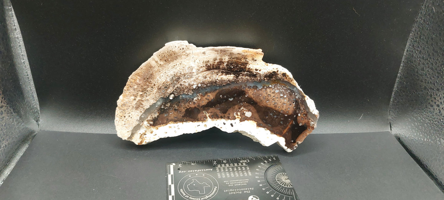 Petrified Wood-Oregon 04