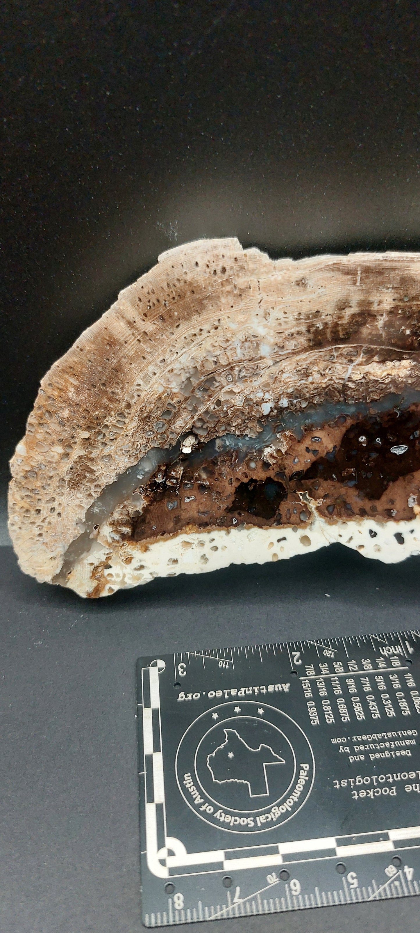 Petrified Wood-Oregon 04
