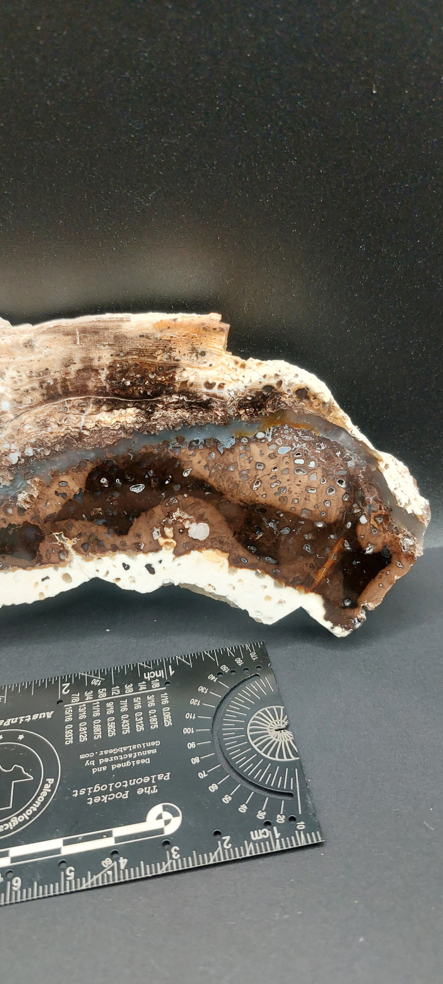 Petrified Wood-Oregon 04