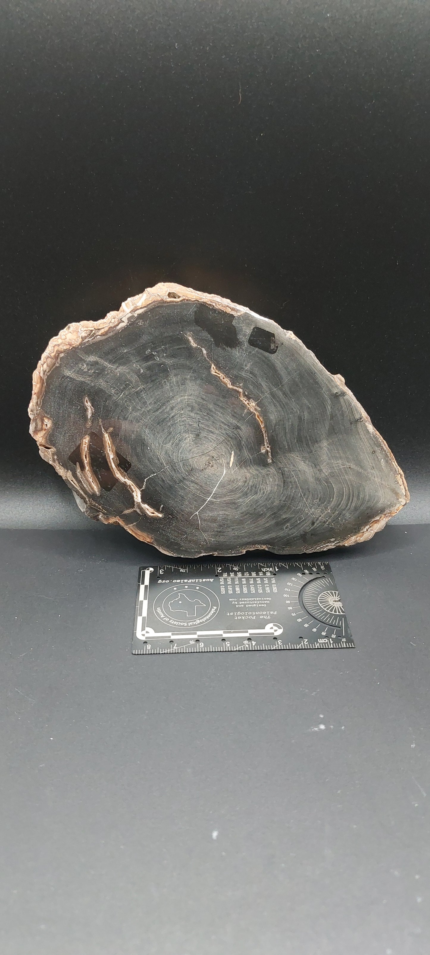 Petrified Wood-Oregon 07