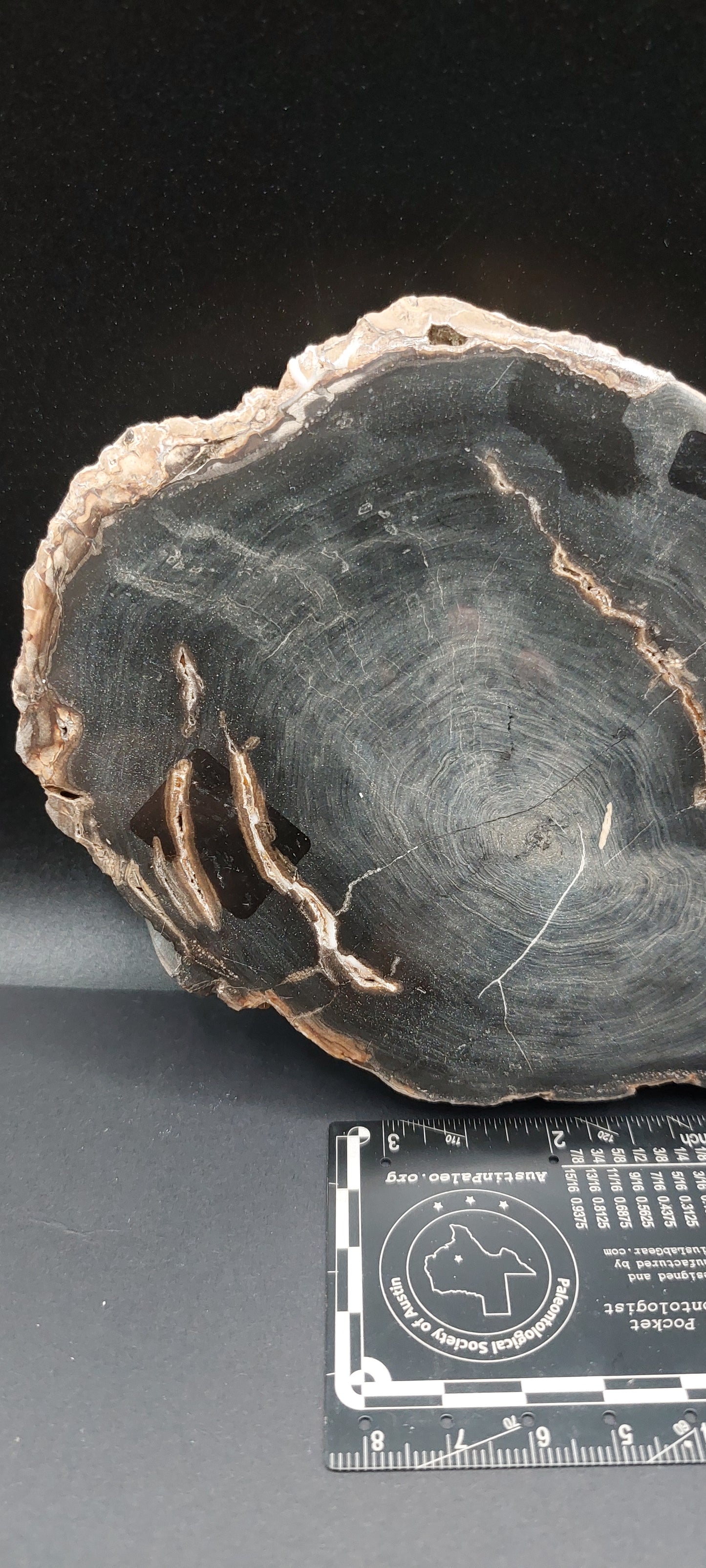 Petrified Wood-Oregon 07