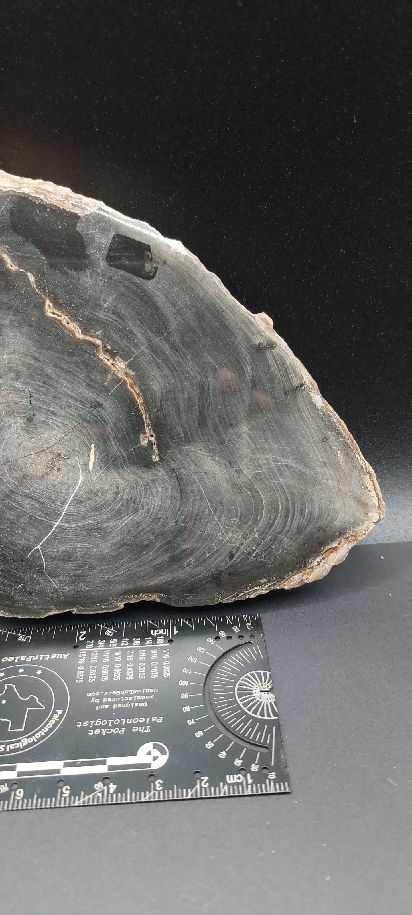 Petrified Wood-Oregon 07