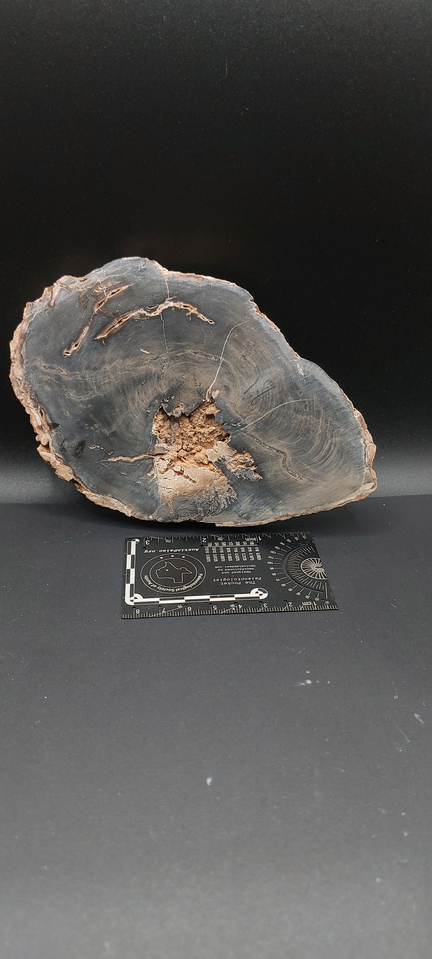 Petrified Wood-Oregon 07